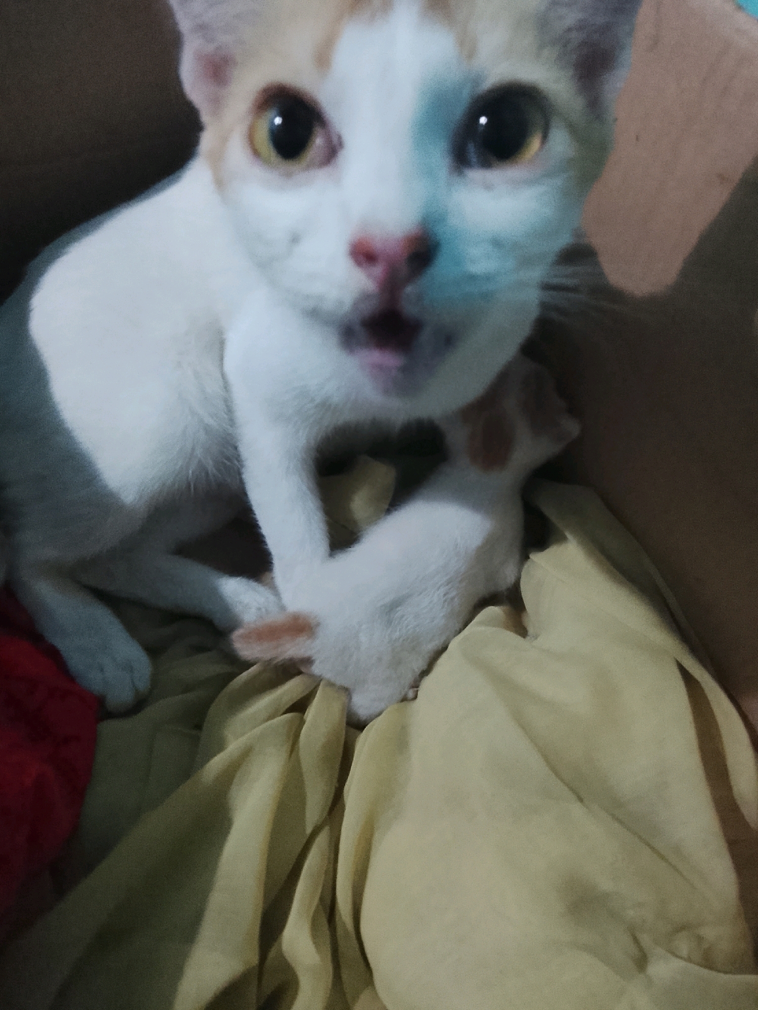 In Ujungrusi, Indonesia, an adult cat with white and orange markings is nestled in a box with a small, white kitten. The adult cat is looking directly at the camera with its mouth slightly open, as if meowing or yawning, its eyes wide and yellow. The kitten, smaller and also white with faint orange patches, is positioned between the adult cat's legs, appearing to be nursing or resting. Both cats are on top of a folded piece of light yellow fabric. A hint of a red object is visible to the left of the frame. The lighting suggests an indoor setting, possibly a dimly lit room or under artificial light.
