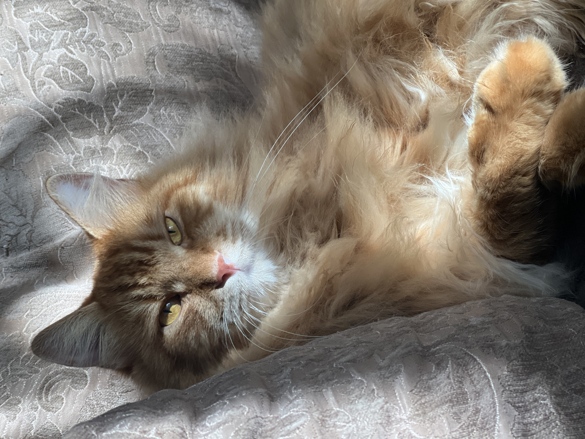An orange tabby cat with long fur is lying on a patterned couch in a dimly lit room. Sunlight streams in from the left, illuminating the cat's face and chest. The cat is looking directly at the camera with yellow eyes and a pink nose. The couch appears to be made of fabric with a floral or damask pattern. The background is out of focus, but hints at more of the couch and possibly a window or wall. There are no people or other animals visible in the image. The location is not specified as being in Mozhaisk, Russia, or anywhere else.