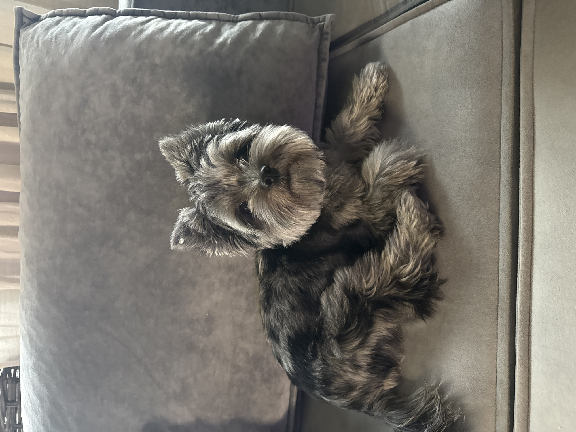 A small, scruffy grey dog with a beard is lying on a grey couch, looking directly at the camera. The dog has pointy ears and a black nose. Behind the dog is a large grey pillow. The couch is made of a soft, plush material. A portion of a woven wicker furniture item and some sheer curtains are visible in the upper left corner of the image. The scene appears to be indoors, in a domestic setting. The image does not contain information about the city of Chaikovsky, Russia.