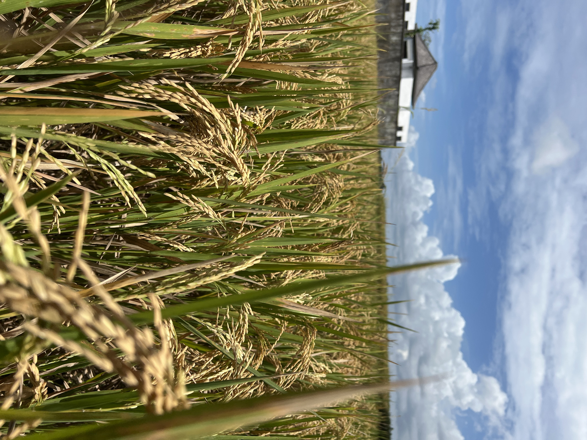 The image depicts a close-up view of a rice paddy field, likely in the Ubud District of Indonesia. Ripe rice stalks, with their grains turning golden-brown, dominate the foreground. The dense foliage of the paddy field creates a sense of depth. The background reveals a patch of sky filled with fluffy, white clouds, hinting at a bright, sunny day. A building with a distinct roofline and white walls is partially visible in the upper right corner, further suggesting a rural or agricultural setting. There are no people visible in the shot.
