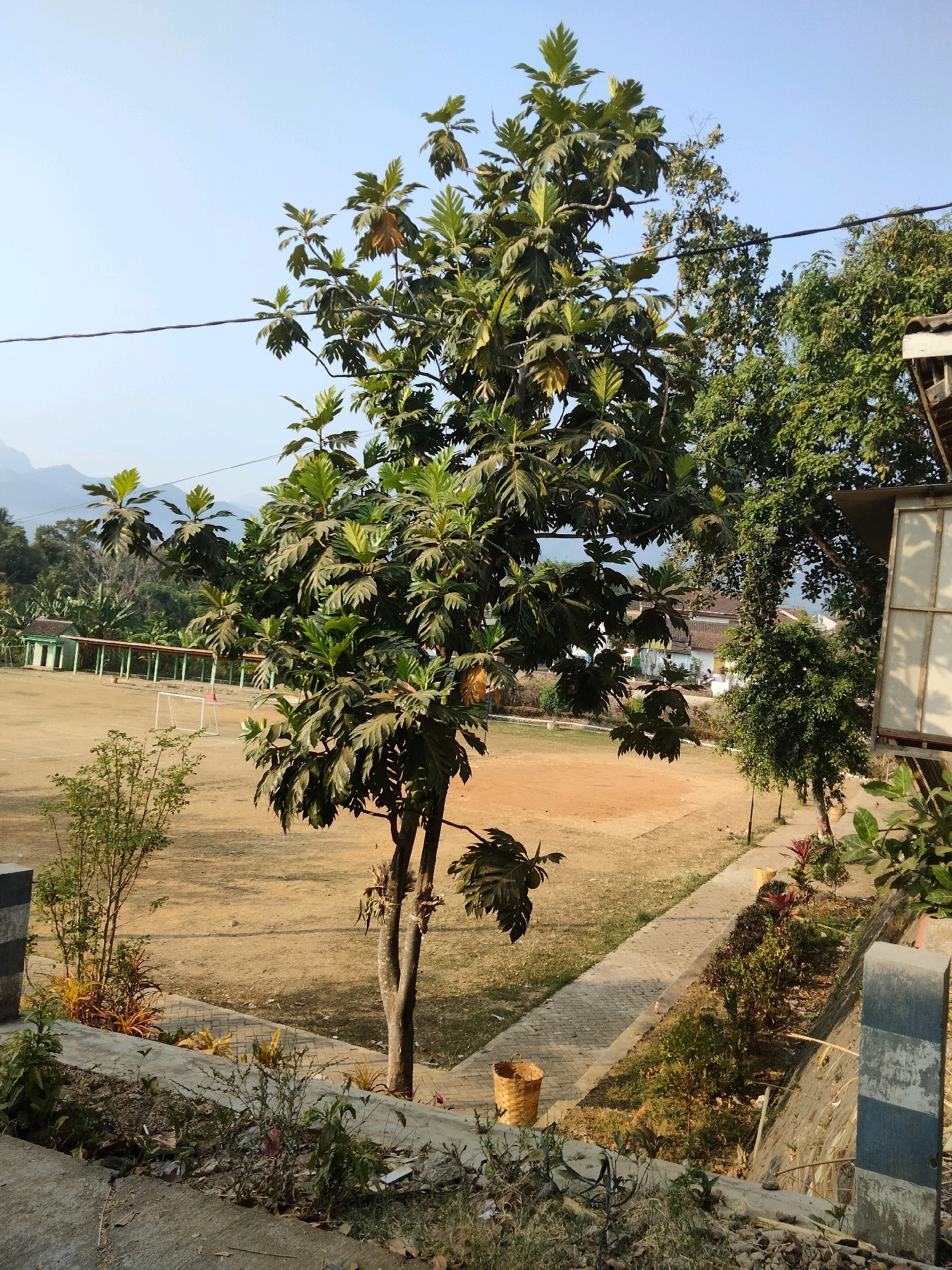 An outdoor scene in Sawahan, Indonesia, captures a breadfruit tree prominently in the foreground, its large, lobed leaves dominating the right side of the frame. Behind the tree, a dirt field with white goalposts suggests a sports or recreational area. A pathway made of interlocking concrete pavers runs along the edge of the field, bordered by a low concrete retaining wall and various plants. In the background, a building with a red-tiled roof and open-air shelter is visible, along with more trees and distant hills under a clear blue sky. The lighting suggests it is daytime, likely late afternoon due to the long shadows. There are no people visible in the image.