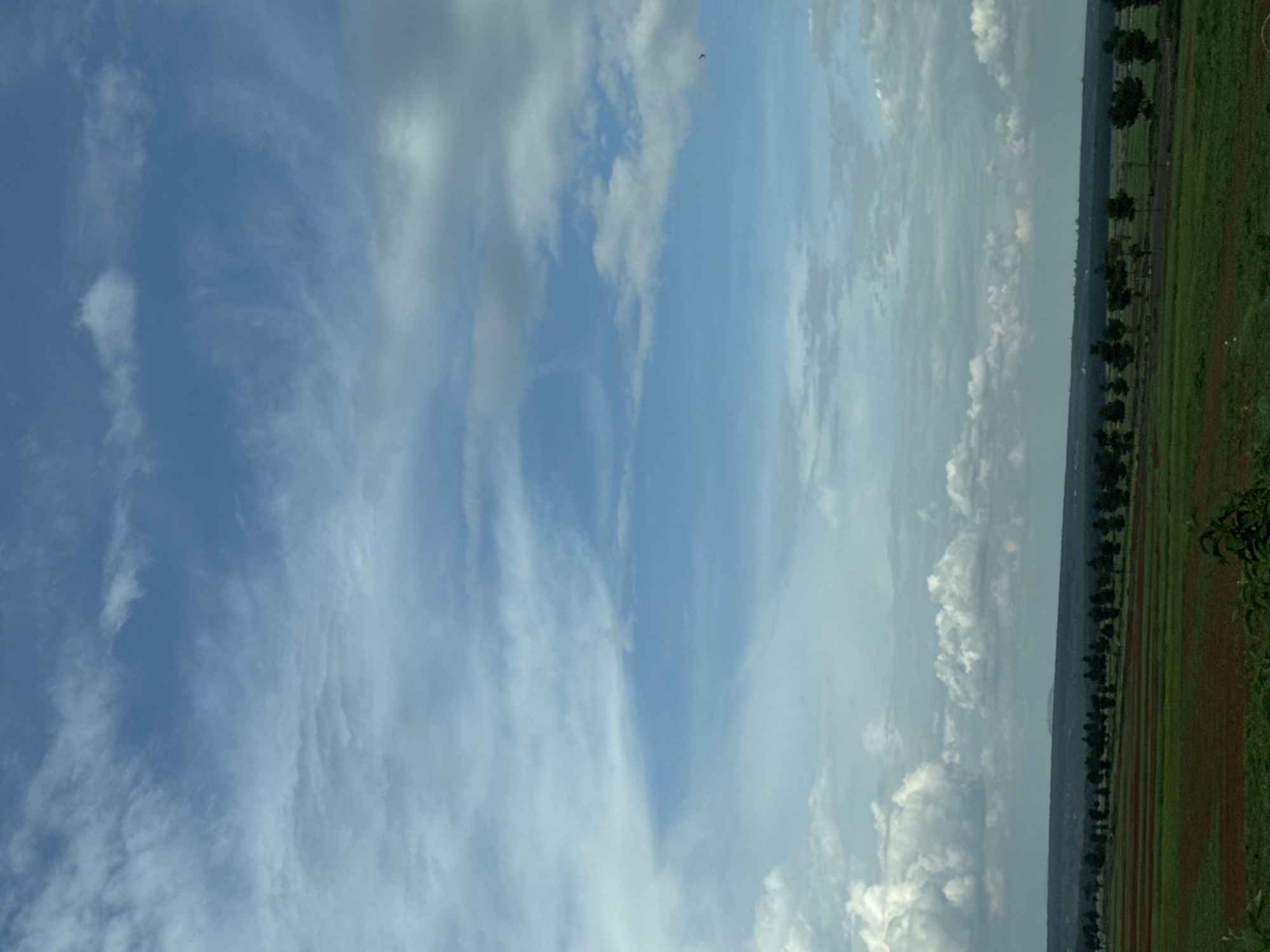 The image depicts a vast, partly cloudy sky over a rural landscape. The sky is a mix of blues and whites, with wispy cirrus clouds interspersed with larger, puffier cumulus clouds. The lower portion of the image shows a distant horizon with a line of dark green trees. In front of the trees, there are fields, some appearing to be cultivated with alternating bands of green and brown soil. The scene is likely an agricultural area. The provided crops confirm these visual elements, highlighting the sky's textures and the layered landscape. There are no people, animals, or specific structures visible in this wide-angle view. The setting is peaceful and natural, possibly during daytime with moderate cloud cover.