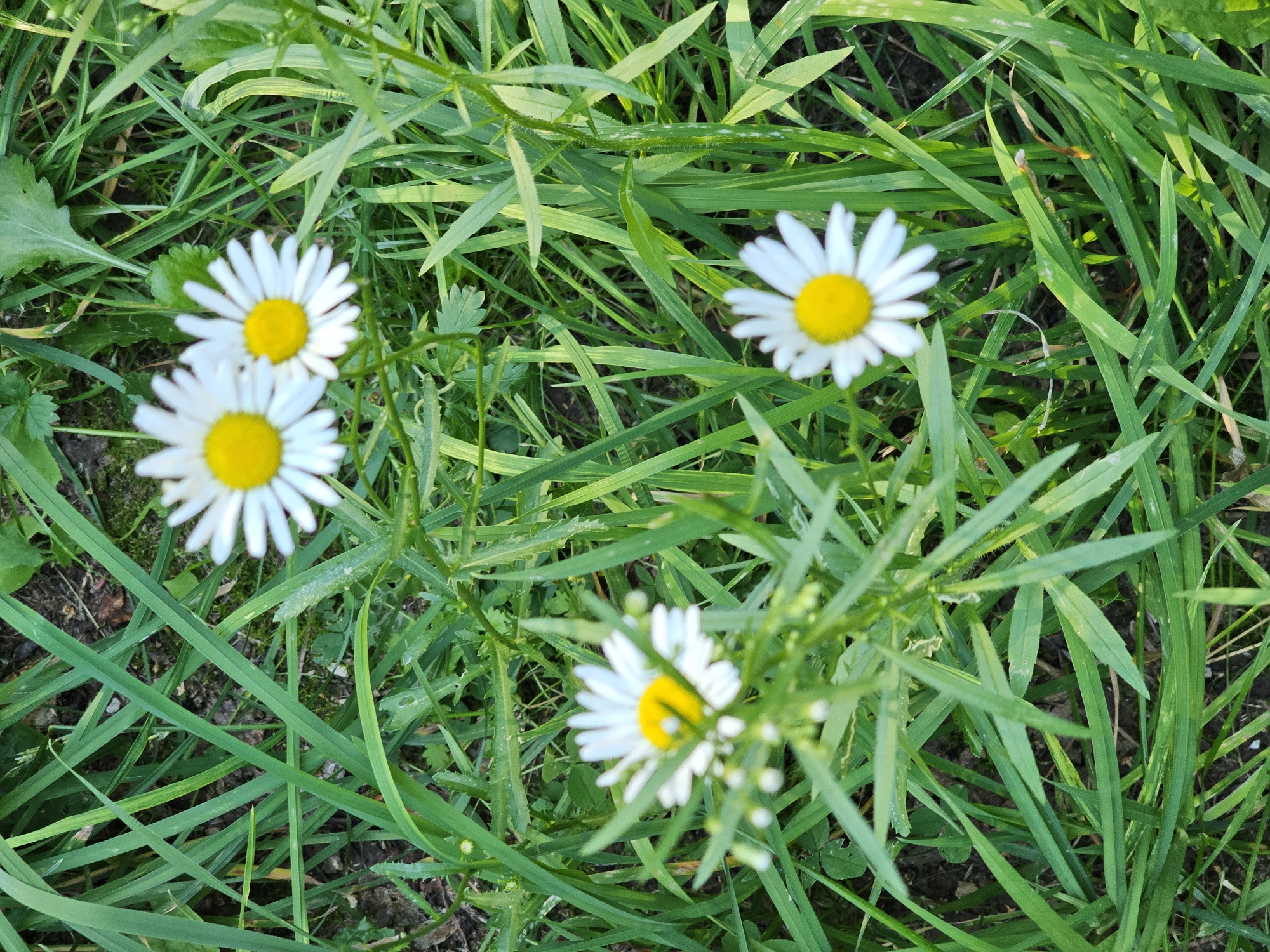This is a close-up, high-angle, outdoor shot of several white daisies with yellow centers blooming in a patch of green grass. The daisies are in various stages of bloom, with some fully open and others partially closed. The grass is lush and green, with some dry leaves and soil visible in the background. The lighting suggests it is daytime, with sunlight filtering through the grass. The scene appears to be a natural setting, such as a park or a garden, in an urban environment. Given the prevalence of daisies and the specific type of grass, this image may have been taken in or around Khimki, Russia, possibly in a park like Park Pobedy or a suburban backyard. There are no people or animals present in the image.