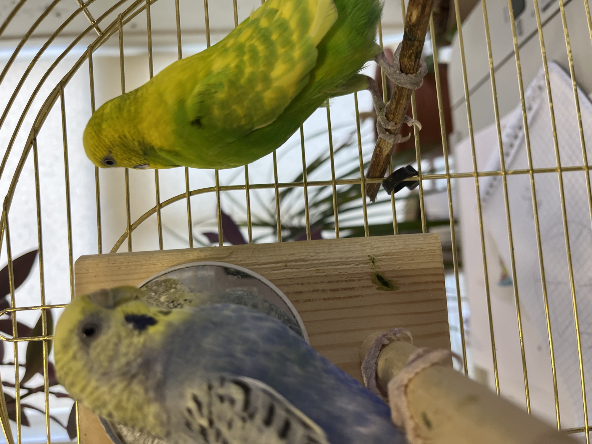 The image shows two budgerigars in a cage. One budgie, predominantly blue and grey, is in the foreground on the left, facing away from the camera and looking towards a wooden perch with a circular mirror attached. The other budgie, bright yellow and green, is on the right, perched on a thin branch and facing left, with its head turned to look towards the first budgie. Both birds are within a gold-colored birdcage. The background is blurred, showing what appears to be foliage from houseplants and possibly a window with blinds. The setting is an indoor environment. There is no information about the city of Krasnyye Barrikady, Russia, present in the image or its context.
