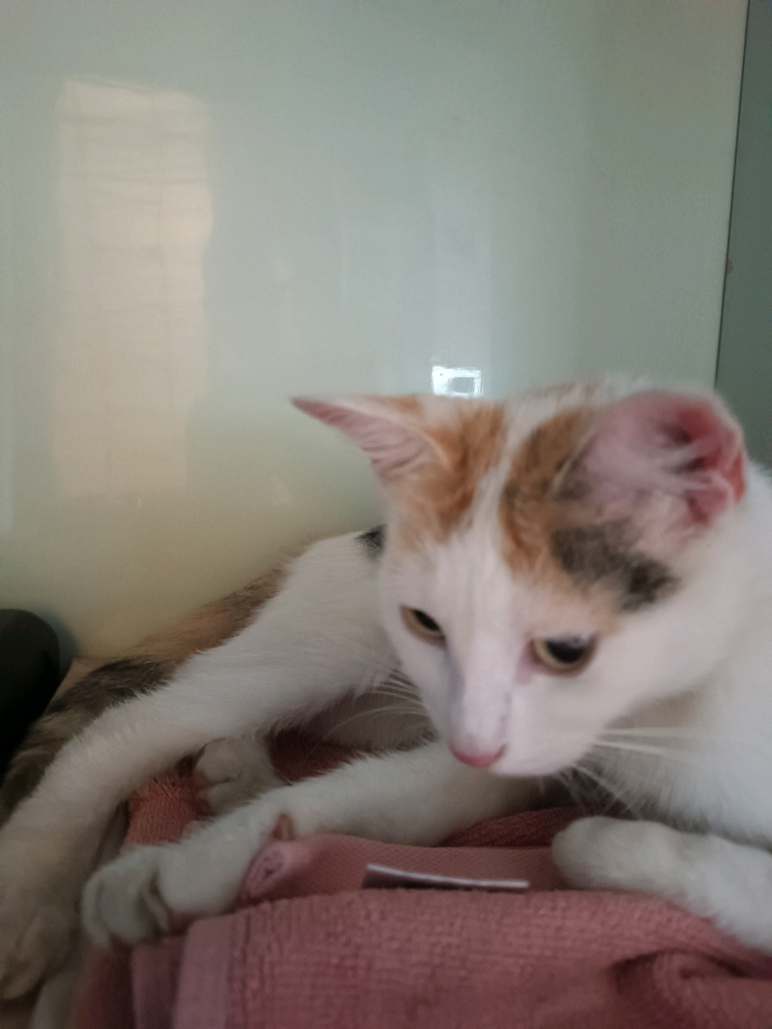 A calico cat with white, orange, and brown patches is lying on a pink towel. The cat is facing to the right, with its head turned slightly towards the viewer. Its eyes are open and yellow. The background is a blurred, light-colored wall. The image appears to have been taken indoors, possibly in a home or shelter. There are no visible people or other animals in the image. The location in Viadana, Italy, cannot be determined from the image alone.