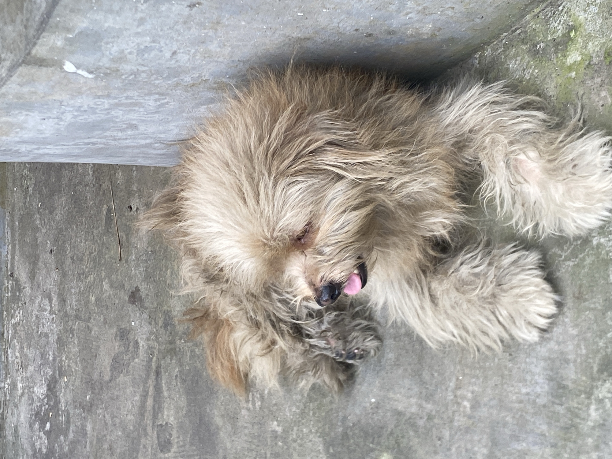 A light brown, scruffy dog lies on a concrete surface next to a concrete wall. The dog is resting on its side with its head turned to the left, and its tongue is visible. The dog's fur is matted and appears dirty. The concrete ground has some debris scattered on it. The wall is textured and has some stains. The lighting suggests it is daytime. The scene is located on Jalan Raya Taman Ayun, Mengwi, Indonesia.