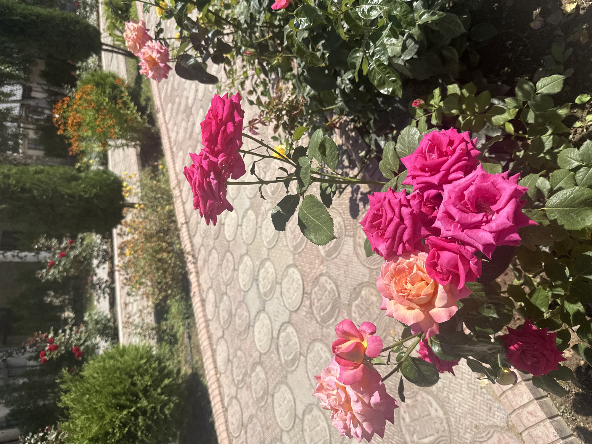 The image captures a close-up view of several vibrant pink and orange roses in a garden setting. The roses are in full bloom, with some petals slightly unfurling. They are situated in the foreground, with a paved walkway made of light-colored interlocking stones forming the background. The walkway has a circular pattern. Behind the walkway, there are green bushes and trees, including some cypress-like evergreen trees, and further in the distance, there is a building with windows. The scene is bathed in bright sunlight, casting shadows on the walkway and highlighting the textures of the rose petals and leaves. This image appears to have been taken in the city of Sary-Oy, Kyrgyzstan, given the context provided.