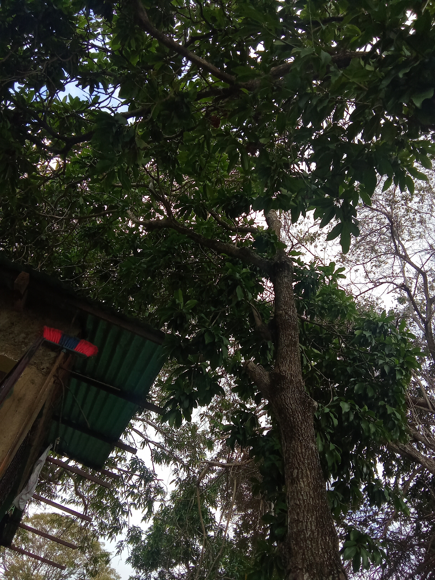 The image shows a view looking upwards through the dense canopy of trees, with some branches and leaves obscuring the sky. A portion of a building with a green corrugated roof is visible in the lower left corner, and a broom with red and blue bristles is leaning against the building. The location is assumed to be Juan Griego, Venezuela.