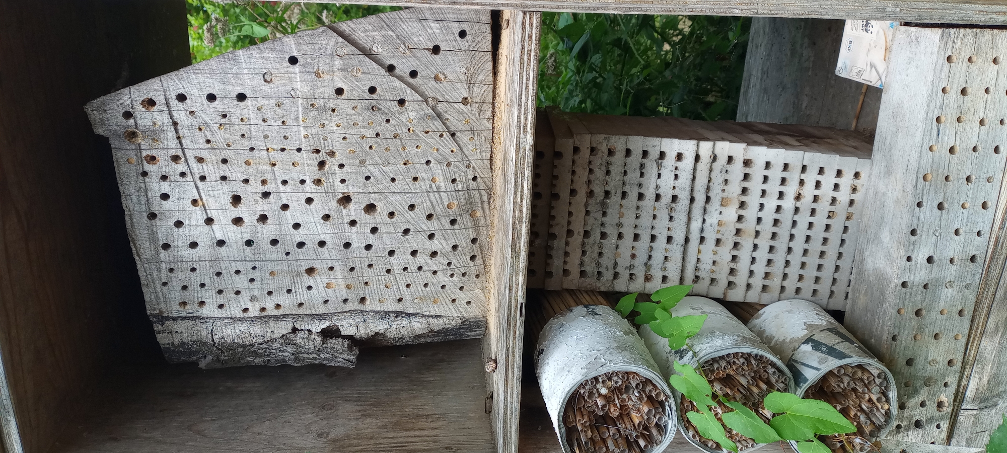 This image depicts a section of an insect hotel, likely located in Dortmund, Germany. The hotel is constructed with various materials designed to provide habitats for solitary insects.
The most prominent feature is a large, roughly triangular piece of weathered wood with numerous holes drilled into its surface at varying depths and diameters. This serves as a primary nesting structure. To the left of this wooden section, two cylindrical containers made of a light-colored material, possibly metal or painted wood, are stacked vertically. These containers are filled with hollow reeds and hollow stems, offering further nesting opportunities. A few green plant vines are growing out of the top container, adding a touch of organic growth to the structure.
Below these elements, a stack of rectangular blocks with a grid of square cavities is visible. These blocks appear to be made of a porous material, possibly concrete or clay, and provide additional nesting spaces. The entire insect hotel is housed within a wooden framework, suggesting it is part of a larger outdoor installation.
The background is blurred but shows green foliage, indicating an outdoor environment, likely a garden or park setting within Dortmund. The overall scene is one of a constructed habitat for beneficial insects, emphasizing a focus on nature and biodiversity. No people or animals are present in the image. The lighting suggests it is daytime.