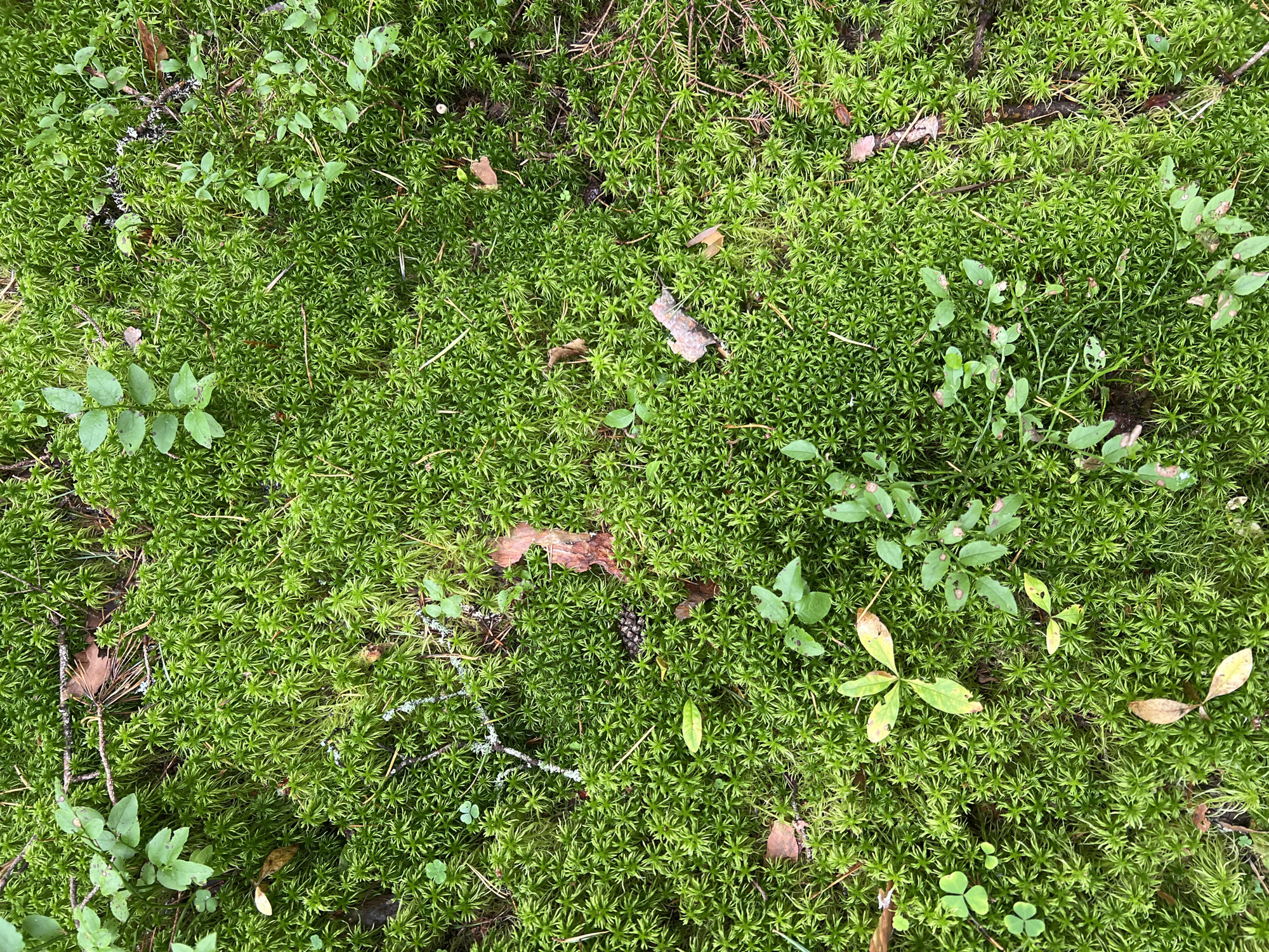 This is a close-up, top-down view of a dense carpet of vibrant green moss. The moss has a star-like texture with many small, pointed leaves. Interspersed within the moss are a few small green leaves from various plants, some dried brown leaves, thin twigs, and scattered pine needles. The overall impression is of a natural, undisturbed forest floor. The location is Unknown, Unknown.