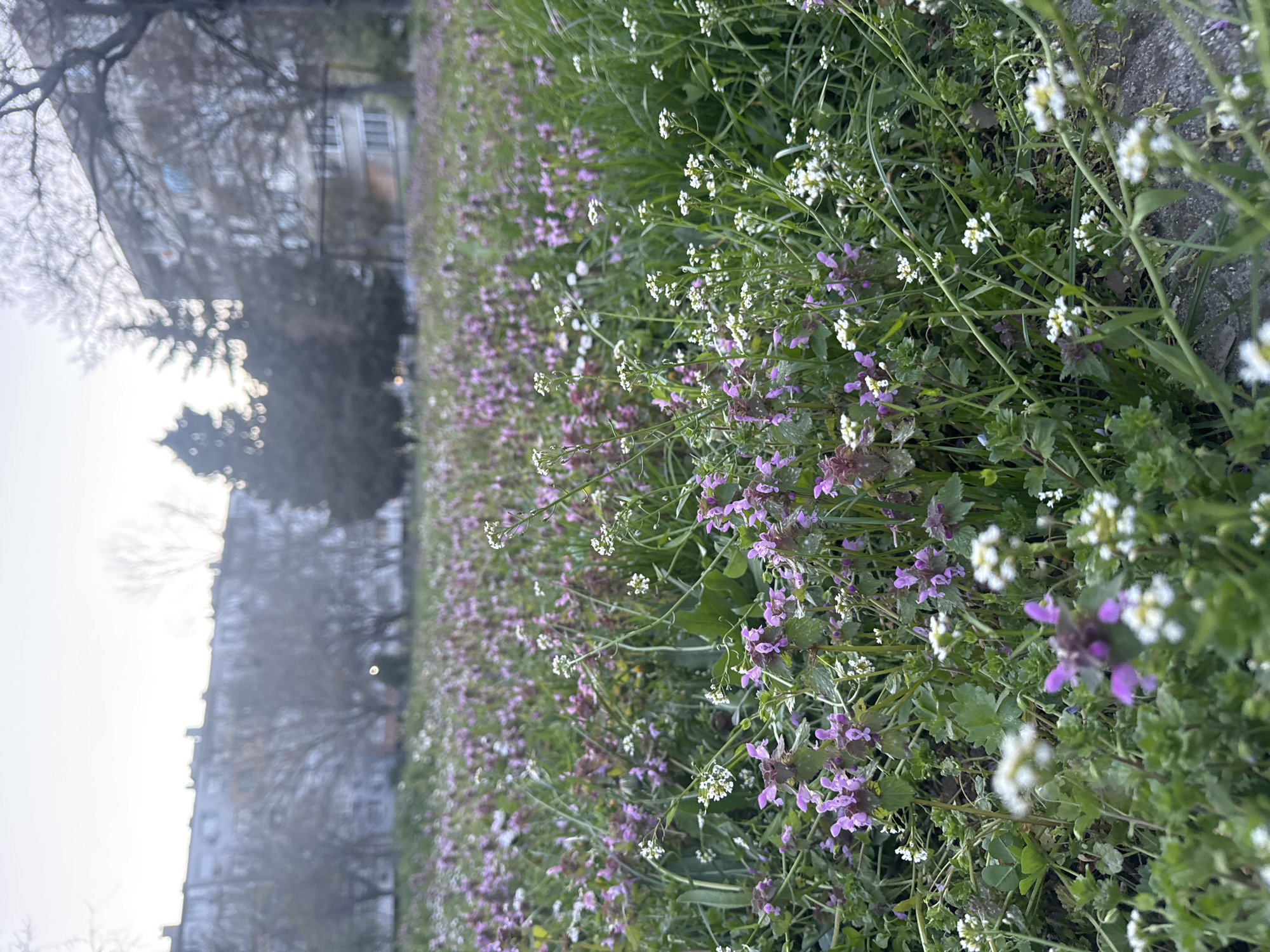 The image shows a field of small, wild purple and white flowers in an urban environment. The flowers appear to be growing alongside a path or road. In the background, blurred buildings and trees are visible, typical of a city setting. Considering the prompt specifies Burgas, Bulgaria, the buildings could be residential or commercial structures common in that city. The photograph appears to have been taken at ground level, focusing on the flowers as the primary subject.