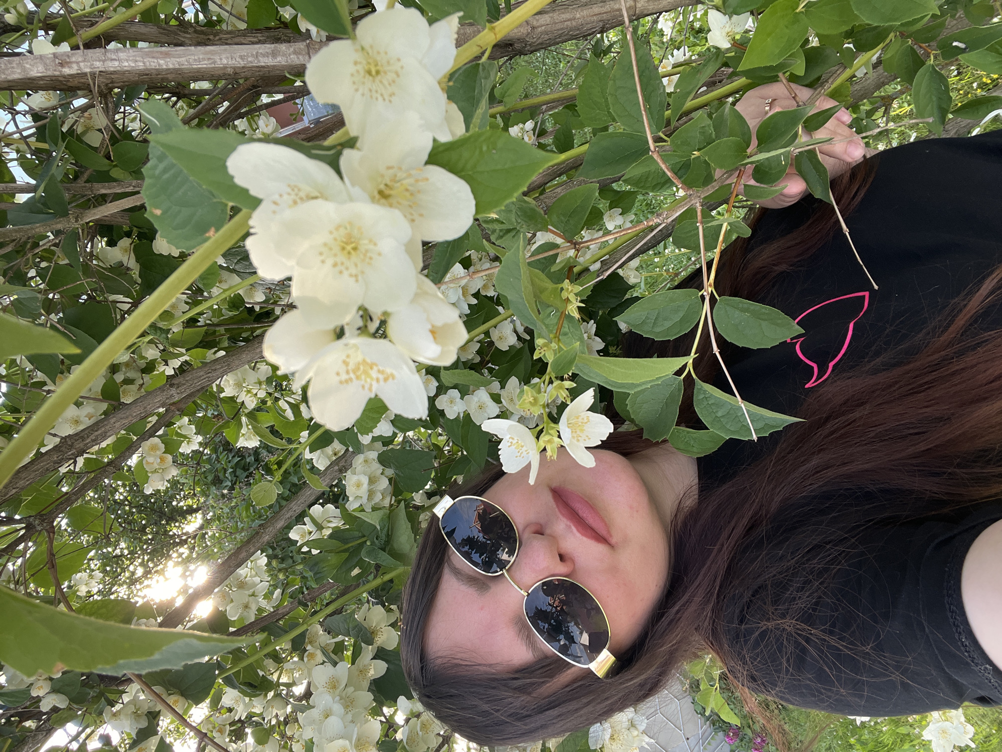 A young woman with long, dark brown hair is positioned in the foreground of the image, looking towards the viewer. She is wearing a black t-shirt with a pink graphic design and gold-rimmed oval sunglasses. Her head is tilted, and she is partially obscured by branches and white flowers of a blooming jasmine bush. The background shows more of the jasmine bush, green foliage, and sunlight filtering through the leaves, creating a dappled effect. A section of a white fence is visible in the lower left corner. The scene appears to be outdoors, likely in a garden or park. The presence of jasmine and the overall lighting suggest a warm, daytime setting, potentially in the summer. The exact location within Noviy, Russia, cannot be determined from the visual information provided.