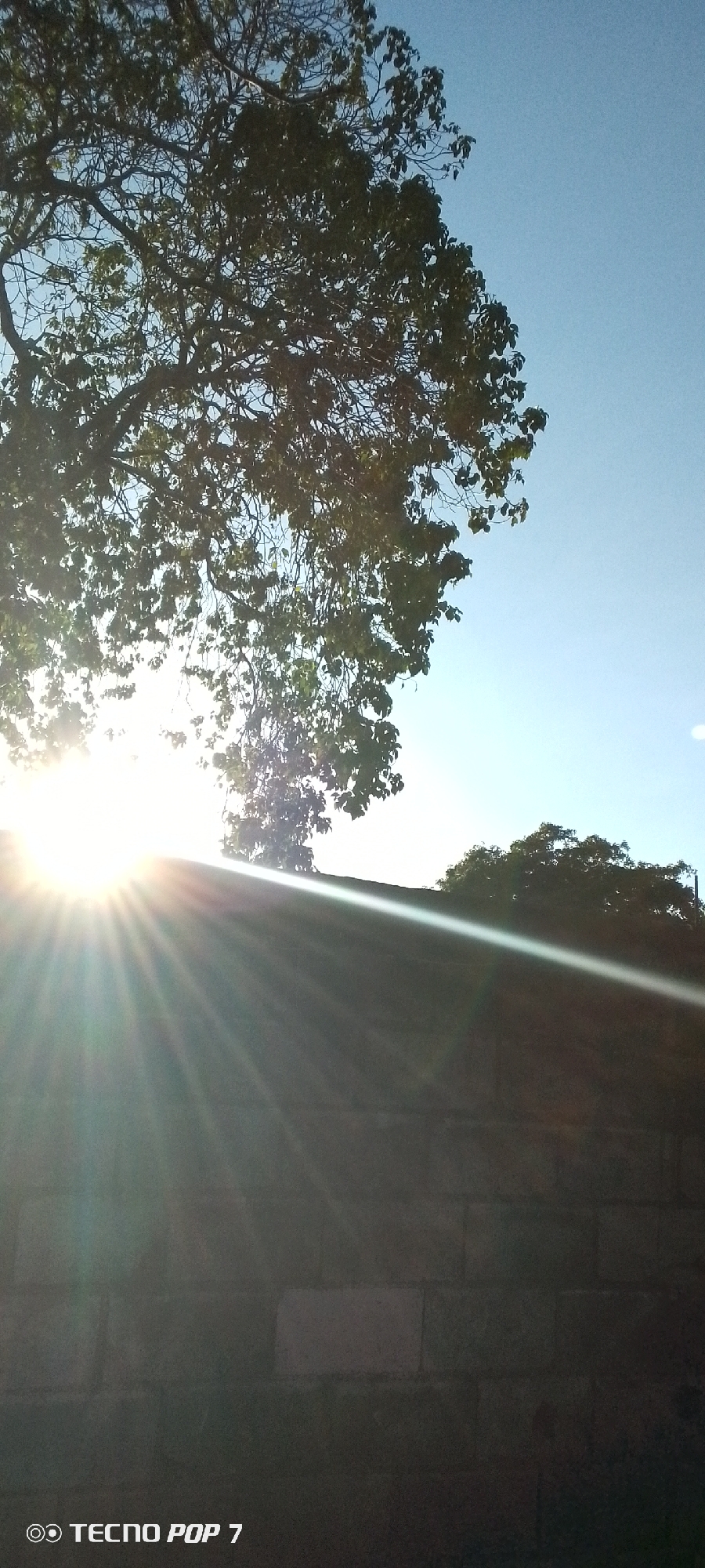 The image depicts a scene in Altagracia, Venezuela, where sunlight filters through the branches of a tree and casts rays across a textured wall. The sky is clear and blue. A smaller tree is seen in the middle distance above the wall. The composition is taken from a low angle, highlighting the height of the tree and the wall. The bottom corner displays the text "TECNOP POP 7," indicating the device used to capture the image.