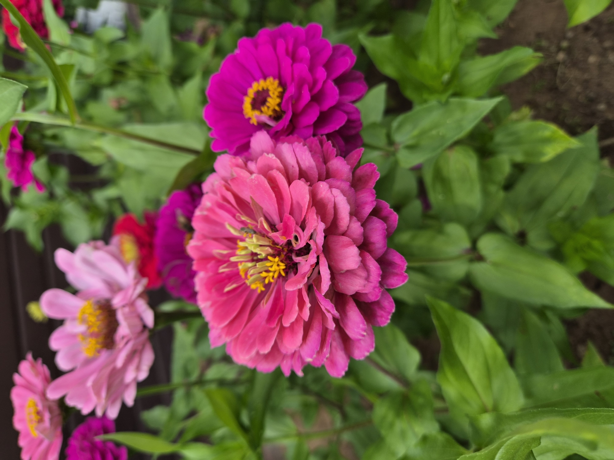 The image displays a close-up view of several vibrant zinnia flowers in bloom. The flowers are predominantly shades of pink and fuchsia, with bright yellow centers. They are set against a backdrop of lush green foliage, with hints of brown soil visible at the bottom. The composition focuses on the textured petals of the zinnias, highlighting their delicate layers. The scene appears to be an outdoor garden setting. There is no indication of a specific location within the city of Yelabuga, Russia, nor are there any people or actions depicted.