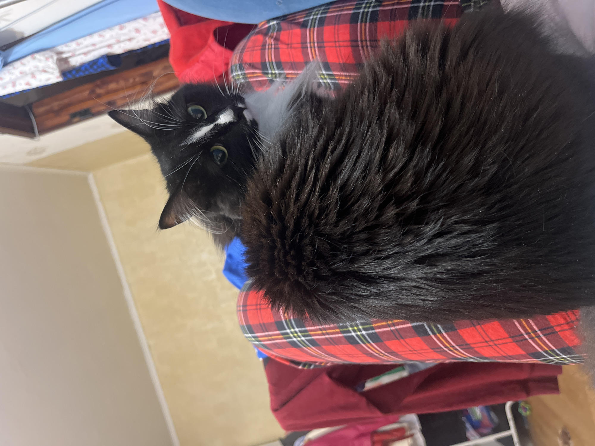 In this medium shot, a fluffy black and white cat is the primary subject. The cat is facing towards the right of the frame, with its head tilted slightly and its green eyes looking directly at the camera. Its fur is long and appears soft, with distinctive white markings on its chest and face. The cat is positioned on a person's lap, evidenced by the red and black plaid patterned pants visible beneath it. The background is somewhat blurred but suggests an indoor environment with clothing items scattered around. A wooden wardrobe or shelving unit with clothes hanging on it is visible in the upper right corner. The wall behind the cat is a light yellow color. There are no other people or animals clearly visible in the image.
