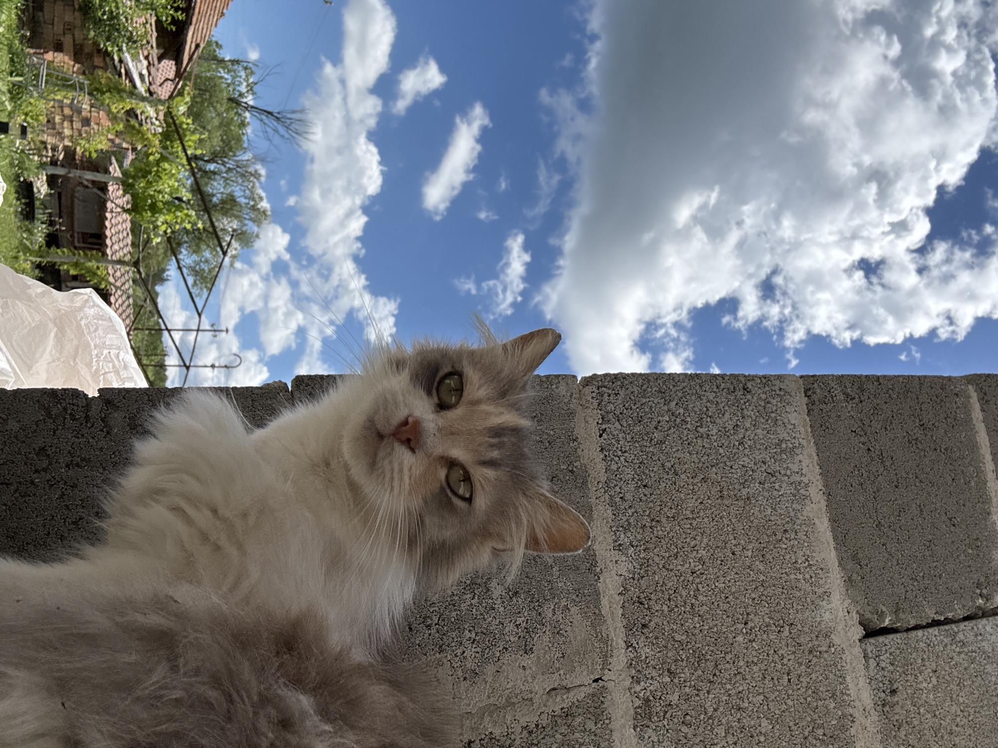 A low-angle shot shows a fluffy, gray and white cat peering over a gray concrete block wall. The sky is visible above the wall, with blue patches and scattered white clouds. In the blurred background, trees and a building with a red-tiled roof are visible. The location is Gorna Lipnitsa, Bulgaria.
