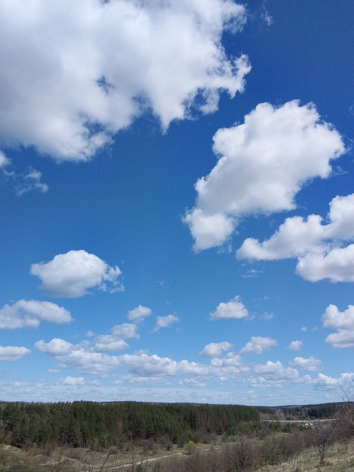 This media file presents a wide landscape view under a brilliant blue sky filled with numerous white, fluffy cumulus clouds. The sky occupies approximately the top two-thirds of the image, showcasing a clear day with good visibility. The clouds vary in size and distribution, with some larger, more developed formations and smaller, scattered patches, all brightly illuminated by the sun.
Below the expansive sky, a dense forest stretches across the middle ground, forming a dark green horizon line. The forest appears to consist predominantly of coniferous trees, although some bare deciduous trees are also visible, particularly at the edges of the woodland.
The immediate foreground features rugged, uneven terrain. It is covered with dry, light-brown grasses and numerous bare shrubs and trees, indicative of late winter or early spring. Hints of new, light green foliage are discernible on some branches, suggesting the onset of spring. A dirt path or track winds through this foreground area, disappearing into the distance.
In the background, beyond the main forest, the landscape extends further, with subtle topographical features blending into the horizon. The overall scene depicts a serene and open natural environment.
The time of day is bright daylight, likely midday, given the high sun and well-lit clouds. The weather is clear and sunny with scattered clouds. There are no people, animals, or man-made structures prominently featured. No visible text is present. The scene captures a rural, forested landscape consistent with the Khlevnoye region of Russia.