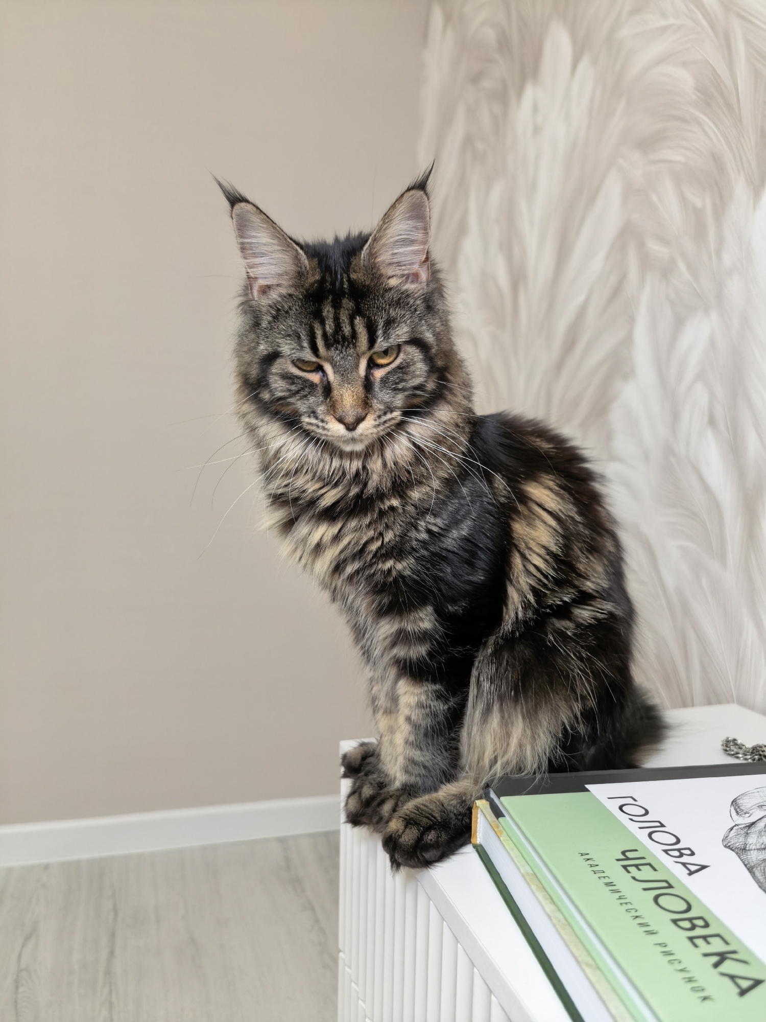 A Maine Coon cat with dark tabby markings sits on a white surface next to a stack of books, with a light-colored, textured wallpaper behind it. The cat is looking downwards with its eyes partially closed and its ears are pointed upwards. The books are stacked horizontally, with the top book featuring a title in Cyrillic script that translates to "Head of a Human: Academic Drawing". The scene appears to be indoors, possibly in a home or studio, with a light-colored wooden floor visible in the foreground. There is no indication of the city of Tver, Russia in the image.