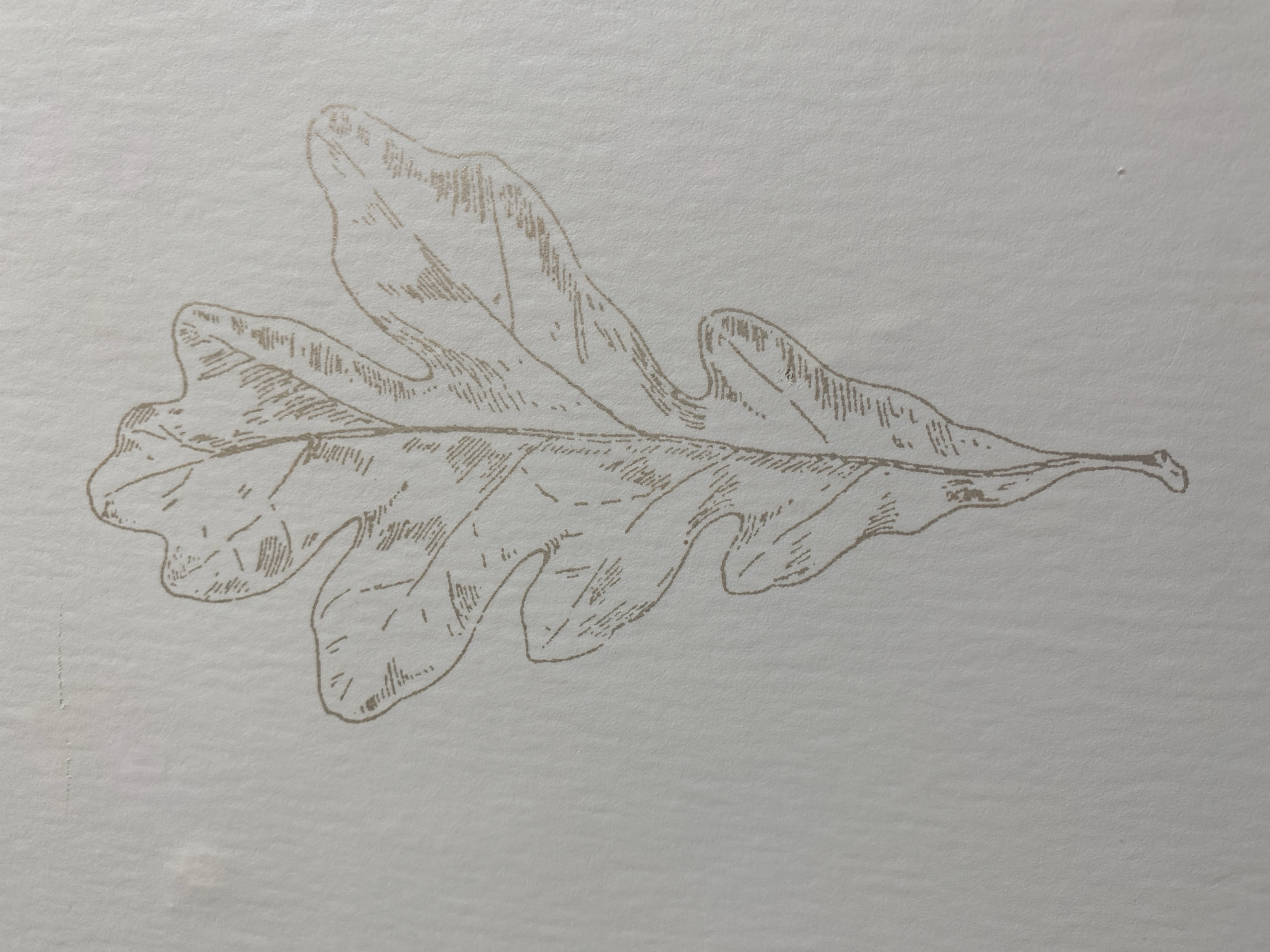 The image shows a close-up, overhead view of an illustration of an oak leaf, rendered in a sepia-toned ink on a textured, off-white paper. The leaf is oriented vertically, with its stem at the bottom. The illustration depicts the leaf's lobed shape and venation with fine, hatched lines to suggest texture and depth. The background is a plain, neutral surface. There are no people, objects, or environmental features visible beyond the illustration and the paper it is printed on. The location in Blagoevgrad, Bulgaria, is not discernible from the image.