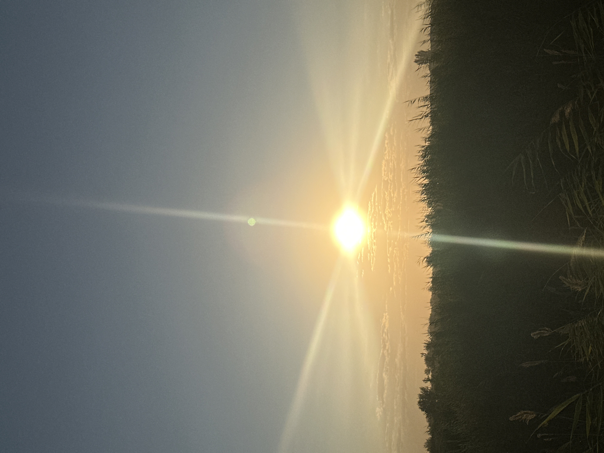 This media file depicts a natural outdoor scene. The primary subjects are the sun and vegetation. The sun is prominently featured, emitting strong rays and creating a lens flare. The sky is a gradient of light blue to warm yellow, suggesting it is either sunrise or sunset.
The foreground is dominated by a dense line of dark green vegetation, possibly reeds or tall grass, which runs along the right side of the frame. The vegetation is silhouetted against the bright sky and sun. Some feathery seed heads are visible within the vegetation, adding texture and detail.
The overall scene conveys a sense of natural beauty and tranquility, characteristic of a rural or wilderness setting. The lighting suggests a specific time of day, either early morning or late afternoon, and the clear sky indicates fair weather. No people, objects, or text are visible in the image. Based on the provided location context of Batash, Uzbekistan, the scene could represent a landscape in that region, possibly near a body of water where reeds commonly grow.