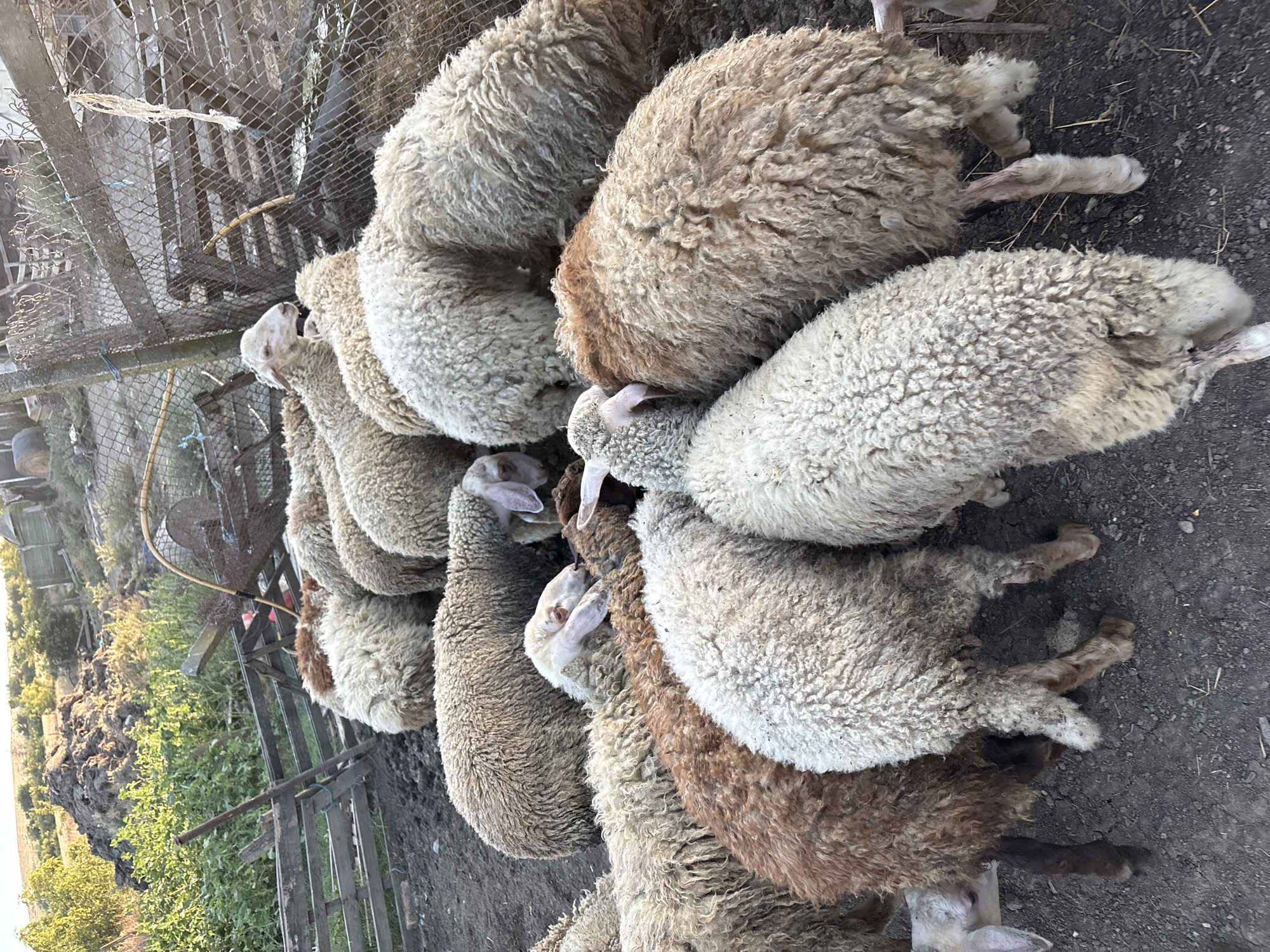 A flock of sheep are gathered in a muddy pen with a wooden fence in the city of Tankovo, Bulgaria. The sheep are mostly white with some brown wool, and they are all facing down, presumably eating. The ground is covered in dirt and straw. In the background, there is a pile of manure and some trees. The sun is setting, casting a warm glow on the scene.