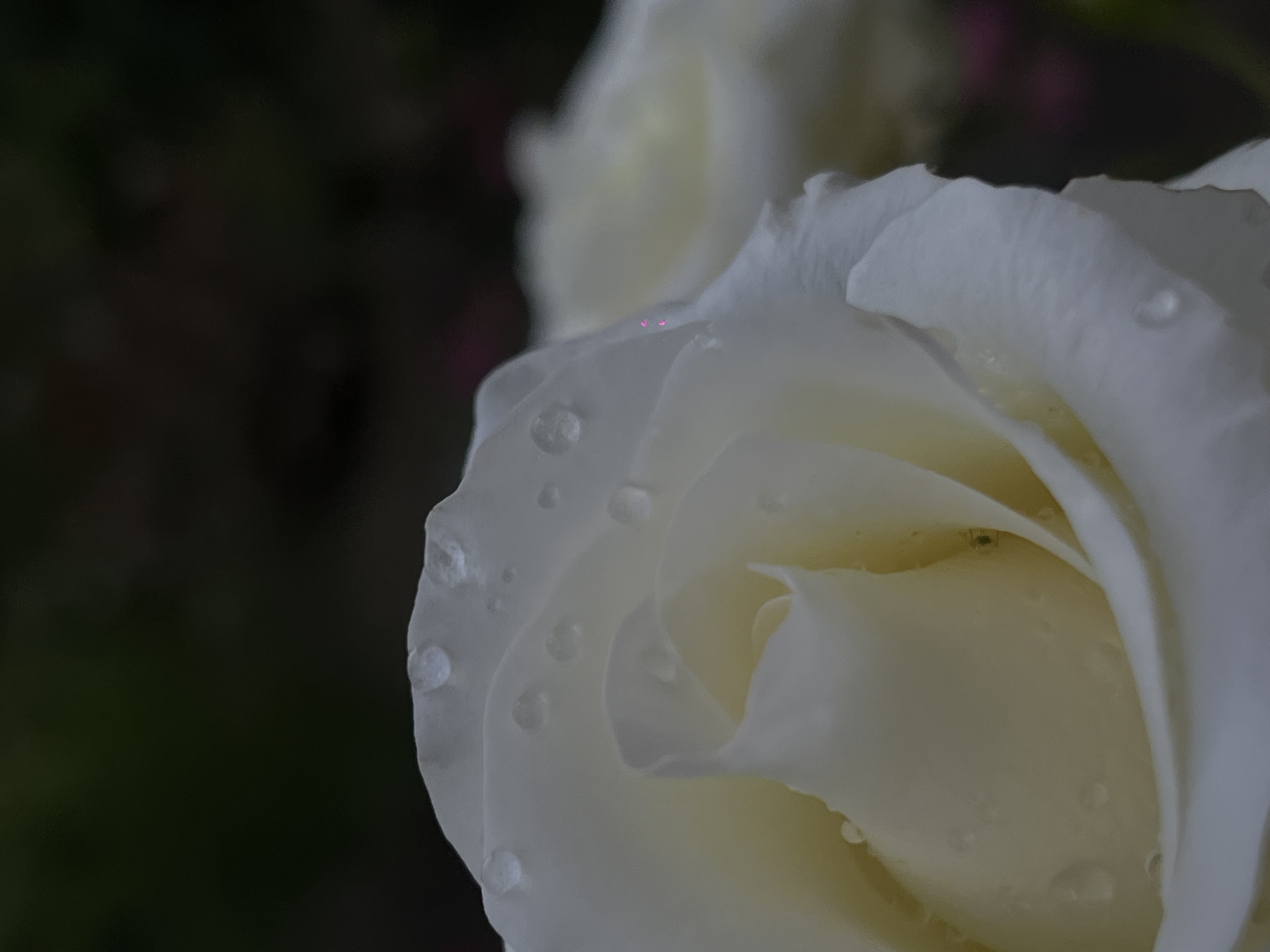 This is a close-up, slightly out-of-focus shot of a white rose with water droplets on its petals. The rose is the primary subject, with its delicate curves and soft white petals evident. Several clear water droplets are scattered across the petals, reflecting light. The background is dark and out of focus, suggesting a natural setting, possibly a garden. There is a hint of other blurred flowers in the background. There is no indication of the city of Novopokrovskaya, Russia, or any people or specific actions.