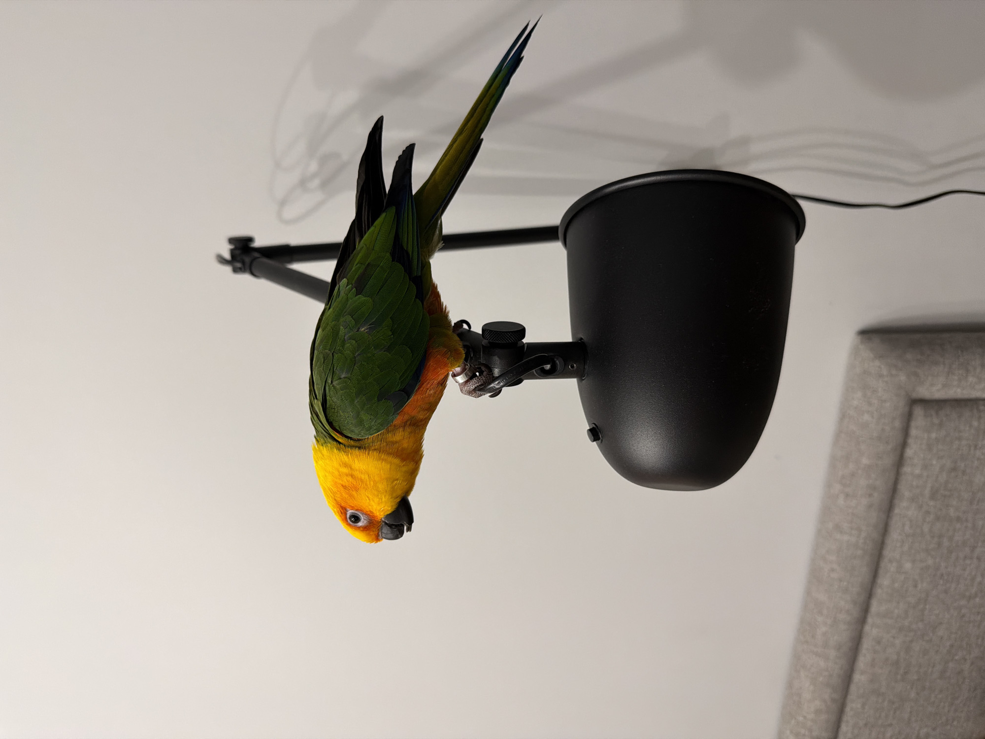 A sun conure parrot hangs upside down from a black metal lamp. The parrot has a yellow head, orange chest, green wings, and a yellow tail with blue tips. The lamp is attached to a wall, which is white. A gray headboard is partially visible on the right side of the image. It is not possible to ascertain the location of the scene as Khimki, Russia based on visual data provided in the image.