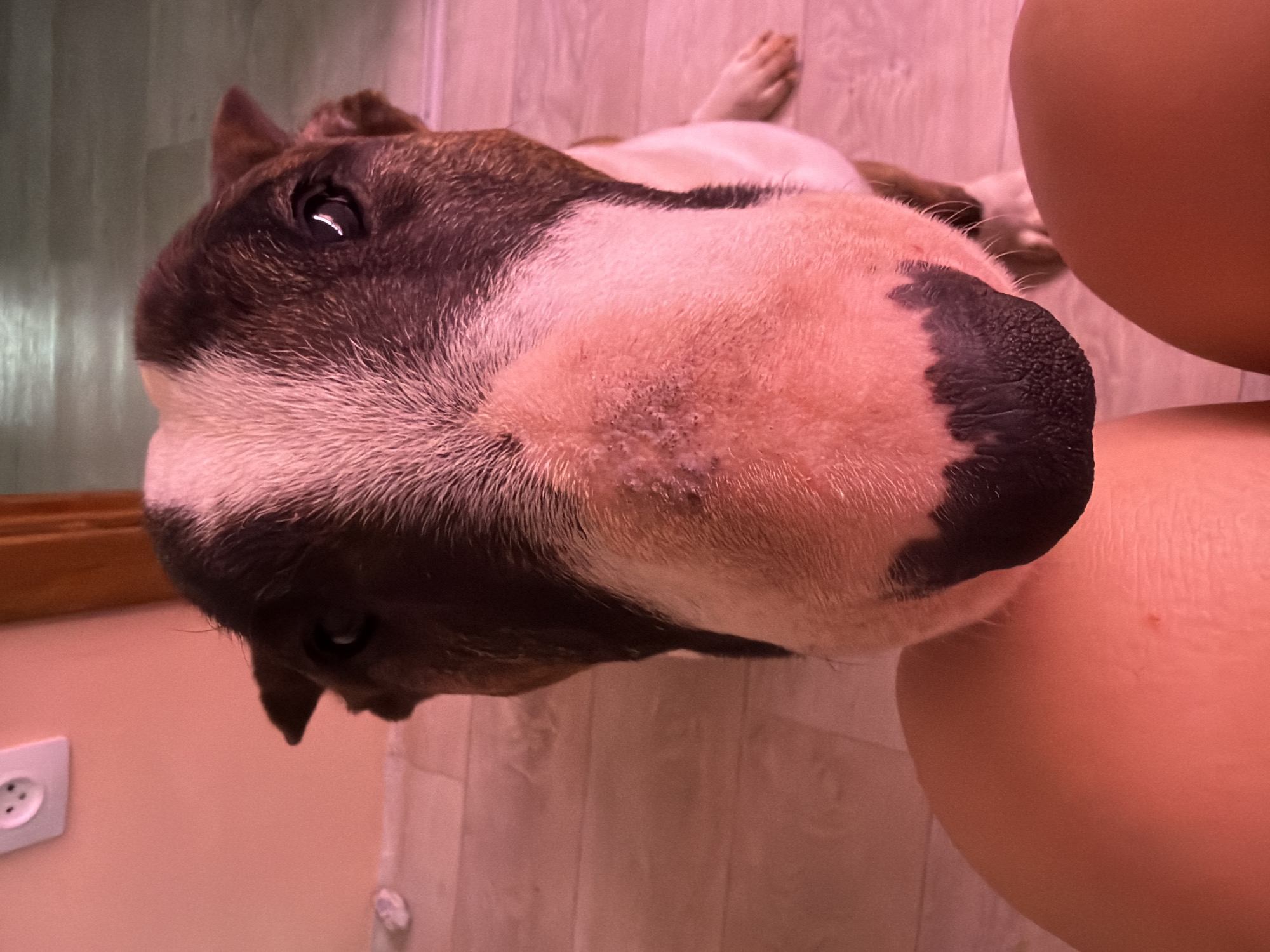 A close-up photograph shows a Bull Terrier dog resting its head against a person's leg. The dog has a brown and white coat with a black nose. The person's leg is pinkish in tone. The background includes a light pinkish-toned wall with a white electrical outlet and a light-colored floor. The photo appears to have been taken indoors. There is no clear evidence to confirm the location in Chaikovsky, Russia, despite the request.