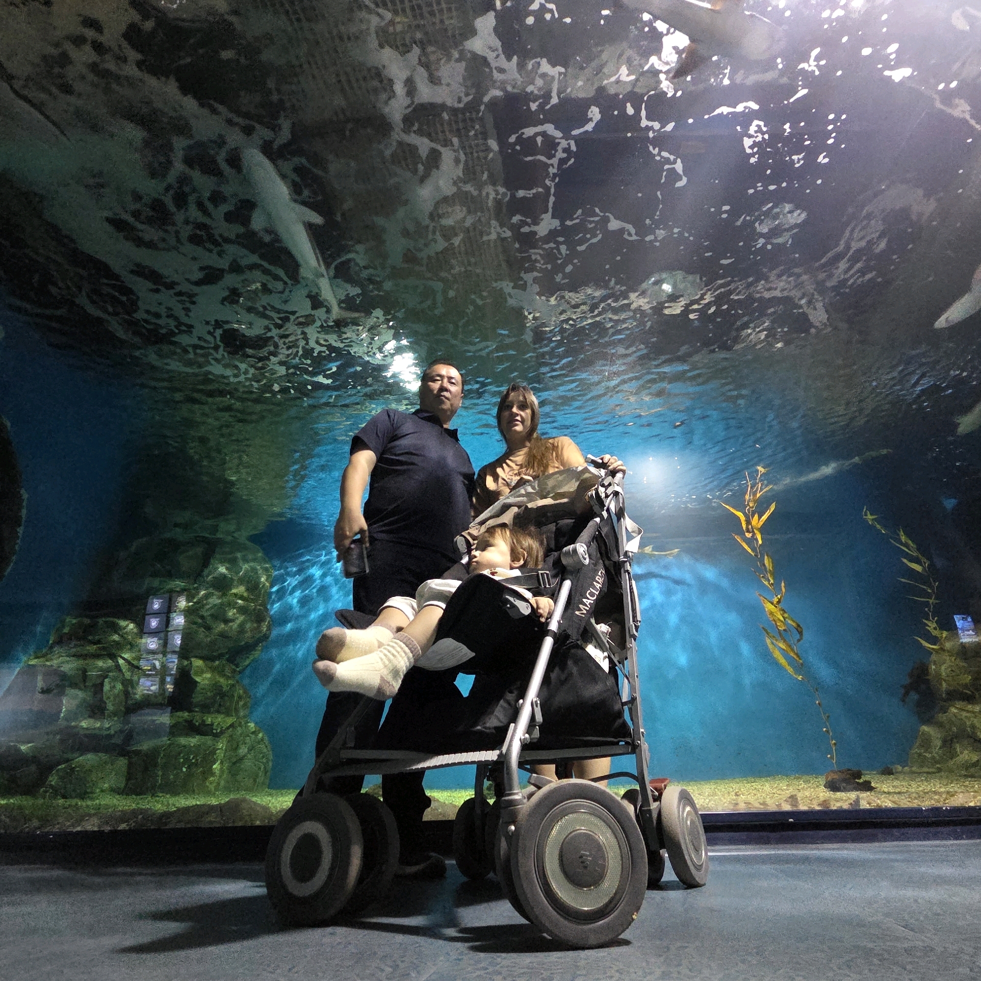 A family of three is posing for a photo in front of a large aquarium tank. The tank is filled with blue water, and various marine life, including sharks and fish, can be seen swimming above. The family consists of a man, a woman, and a child in a stroller. The man is wearing a dark blue polo shirt and black pants, and is holding a phone in his right hand. The woman is wearing a light brown t-shirt and is standing next to the man, holding the stroller. The child is in the stroller, facing away from the camera, wearing light-colored clothes and socks. The stroller is gray and black, with the brand name "Maclaren" visible on its side. The family is positioned in the foreground of the image, with the aquarium tank serving as the background. The lighting is dim, with some light reflecting off the water's surface. The location is likely the Aqua Planet aquarium in Gangneung-si, South Korea, given the subject matter and the possibility of the family being tourists.