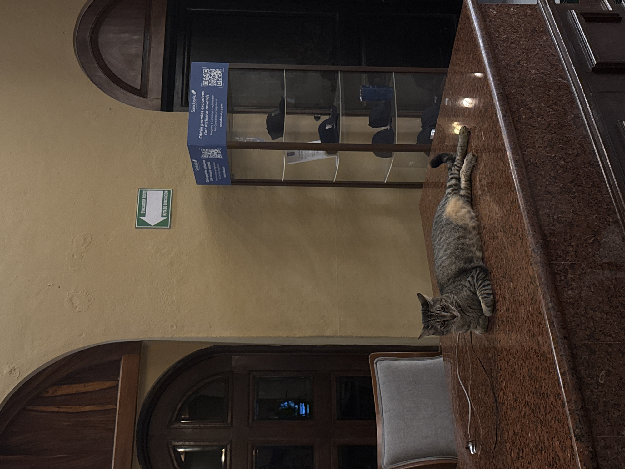The image shows a tabby cat lying on a marble countertop next to a grey chair. Behind the countertop is a wall with a display case holding hats. To the left of the display case is a sign for Sandos4U with a QR code. Below that is an evacuation route sign. Further to the left, there is a wall with rounded doorways and dark wood doors. The setting suggests an indoor space, possibly a hotel lobby or reception area, potentially in Playa del Carmen, Mexico, given the Spanish language signage and likely being Sandos hotels.