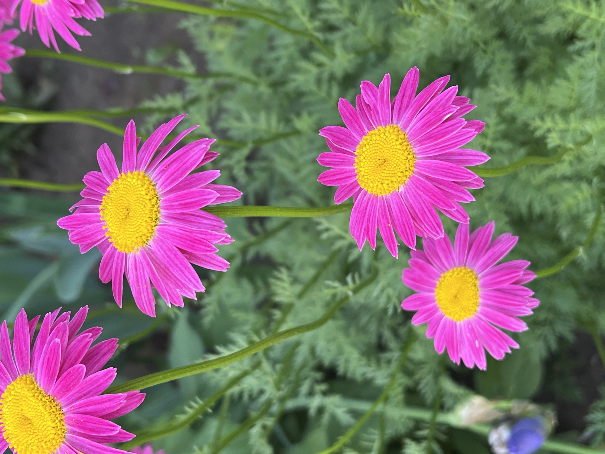 The image shows a close-up view of several bright pink daisies with yellow centers surrounded by green foliage. The daisies are in various states of bloom and arrangement, with some partially visible. The background consists of blurred green leaves, creating a soft backdrop for the vibrant flowers. A blue flower is visible, in the lower right of the image, in the background. The scene appears to be a garden setting. Noviy and Russia are not identifiable.