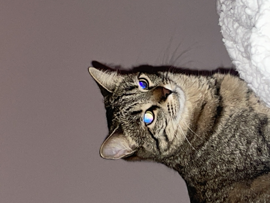 A domestic tabby cat is depicted indoors in Varna, Bulgaria. The cat, exhibiting a short, brown, grey, and black striped coat, is positioned in the left half of the frame, facing slightly to the viewer's right. Its eyes display prominent, iridescent reflections; the left eye shows yellow and blue tones, while the right eye reflects blue and purple hues. The cat's ears are erect, and whiskers are visible. The background consists of a plain, light mauve or reddish-brown wall. A white, textured material, consistent with a blanket or soft fabric, is visible beneath the cat on the lower right side of the image. The scene is illuminated by an apparent artificial light source.