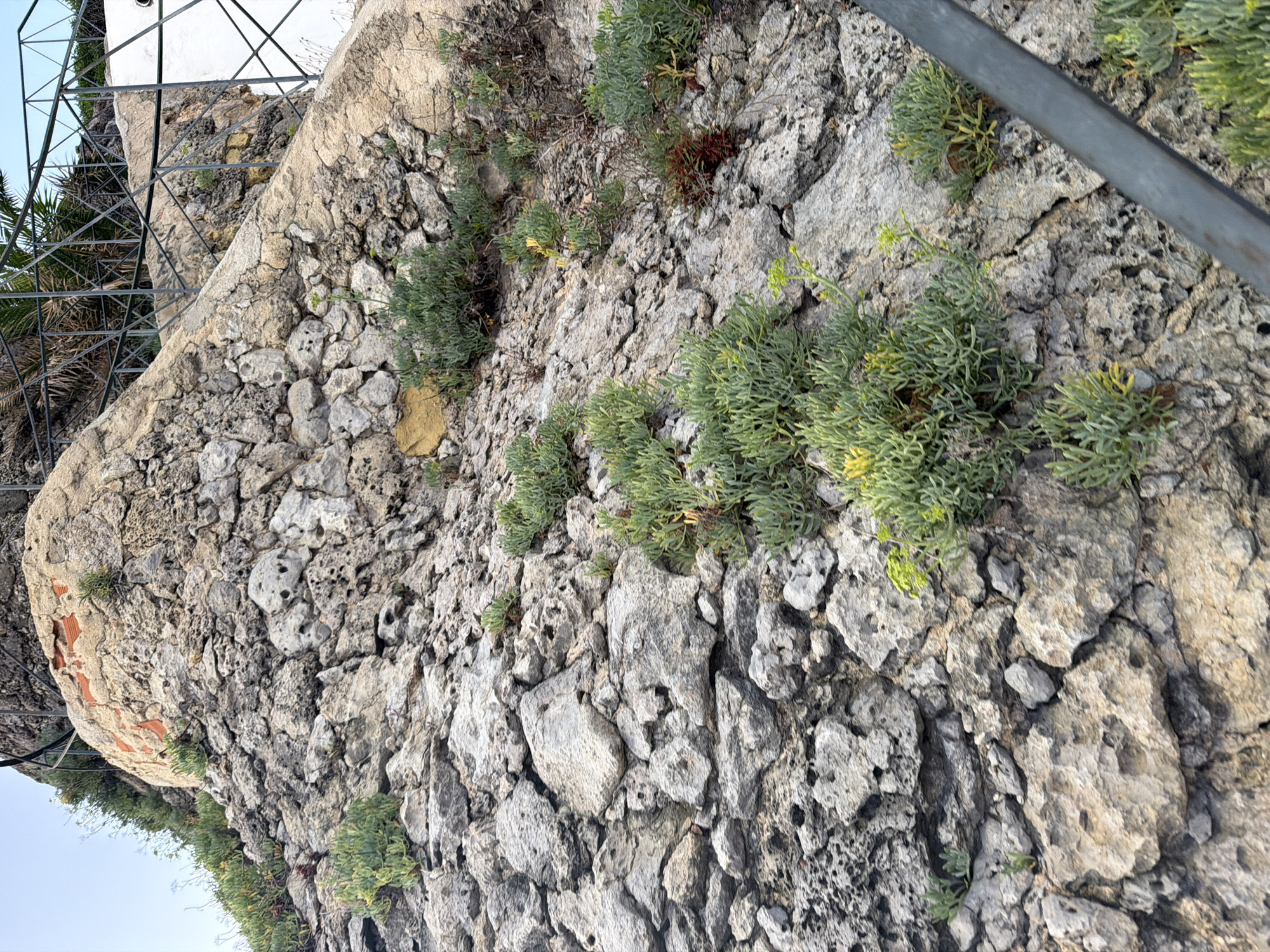 The image depicts a section of a rough, textured stone wall with various green plants growing out of its crevices. The rocks are light gray and beige, with visible cracks and holes, suggesting an aged and weathered surface. Some of the plants are small and low-lying, while others are bushier and more established, with needle-like leaves. There are also hints of reddish-brown soil and small, dried plant debris interspersed among the rocks and vegetation.
In the upper left corner of the image, a metal structure, possibly part of a fence or scaffolding, is visible. This structure is made of intersecting metal bars and leans against the stone wall. To the left of this, a pale blue sky is visible, suggesting an outdoor setting. In the lower left portion of the image, what appears to be a curved section of the wall is visible, with some reddish material, possibly brick or terracotta, embedded within it.
A dark gray metal railing runs diagonally across the right side of the image, partially obscuring the stone wall and plants. The lighting suggests it is daytime, with sunlight illuminating the textures of the rocks and plants. The overall scene evokes a natural, rugged environment, possibly a cliff face or an old fortification. The presence of the metal structures and the stone wall hints at human intervention, but the overgrowth of plants suggests a place that may be partially reclaimed by nature. No people are visible in the image. The location context indicates Cascais, Portugal, which aligns with the Mediterranean-like vegetation and stone architecture often found in coastal regions.