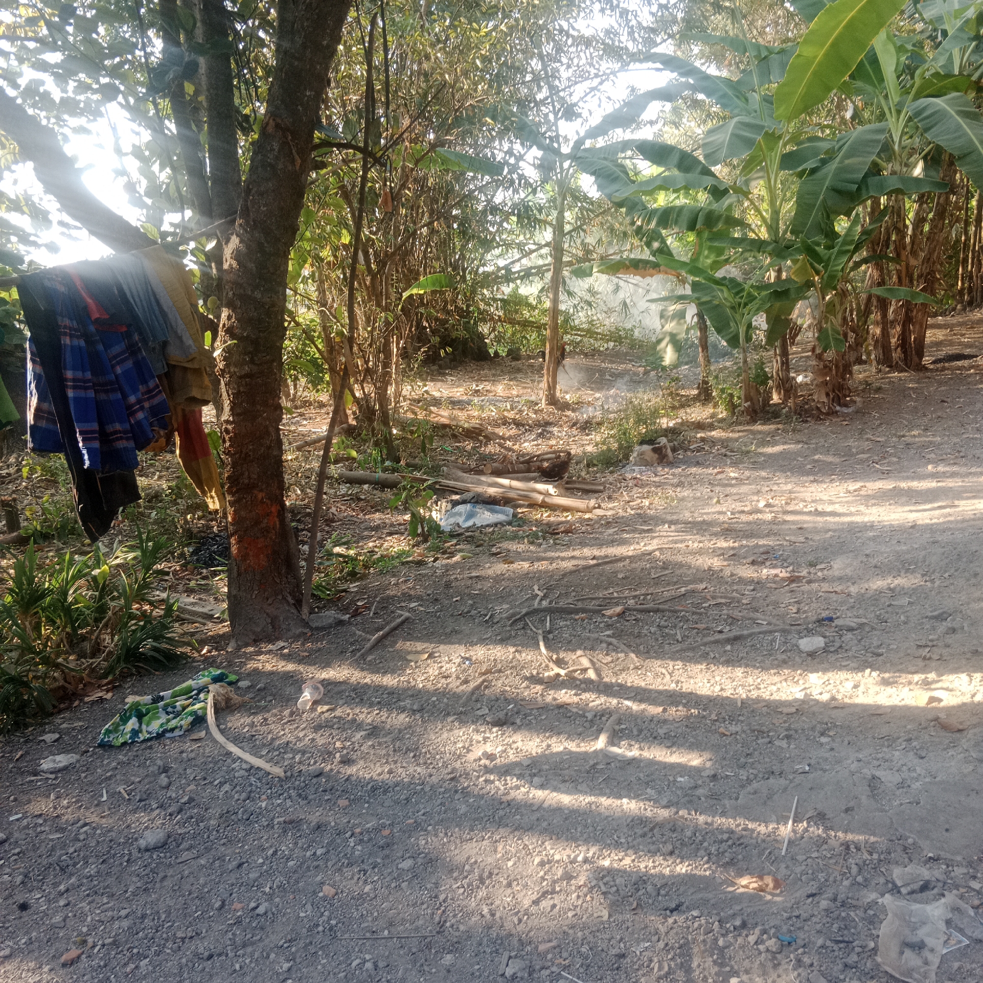 The image depicts an outdoor scene in Tegowanu Kulon, Indonesia, characterized by a dirt path and surrounding vegetation. The foreground shows a gravelly path with scattered debris including leaves, small stones, and a piece of green and white patterned fabric. A single wooden stick lies near the fabric. To the left, a tree trunk is visible with several pieces of clothing hanging from a line strung between it and another unseen support. The clothing appears to be a mix of striped and solid colored garments. Beyond the path, a dense arrangement of trees and bamboo stalks forms a natural backdrop. Banana trees with large green leaves are prominently featured on the right side of the image. Sunlight filters through the foliage, casting distinct shadows across the path and ground. In the middle ground, a pile of cut bamboo logs is present, along with some white and blue plastic. A wisp of smoke or dust is visible in the air between the trees. The overall impression is that of a rural or semi-rural environment, possibly a backyard or a pathway in a village.