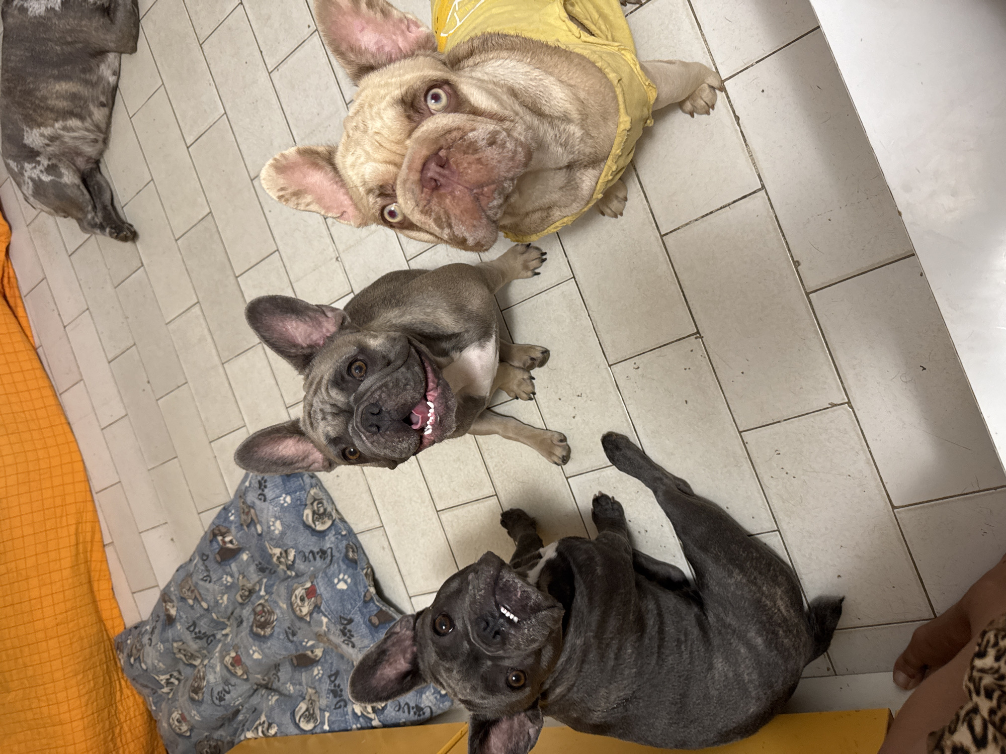 In a tiled room, likely a veterinary clinic or boarding facility in San Benedetto del Tronto, Italy, three French Bulldogs are present. One brindle French Bulldog is lying down in the upper right corner of the image. Two other French Bulldogs are seated and looking directly at the camera in the foreground. The French Bulldog on the left is dark brindle and lying on its back with its legs in the air. The French Bulldog on the right is fawn-colored and wearing a yellow shirt. A blue blanket with dog motifs is on the floor to the left, and an orange mat is in the upper left corner.