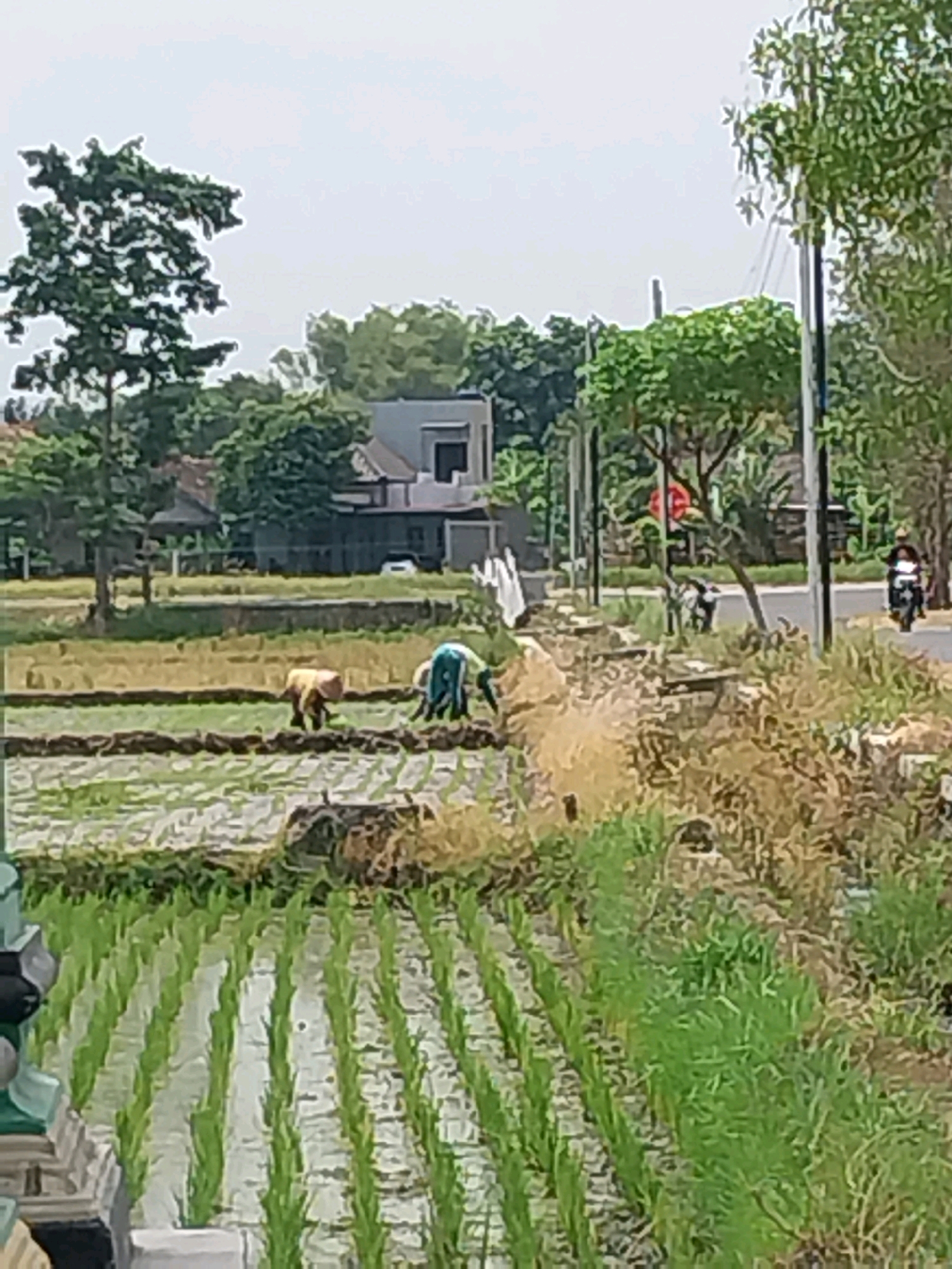In Cucukan, Indonesia, a rural scene unfolds with a rice paddy in the foreground. The paddy is partially flooded, with young green rice stalks growing in neat rows. In the middle ground, two individuals are tending to the fields. One person, wearing a yellow garment, is bent over, possibly planting or weeding. Another person, dressed in blue, is also working in the paddy. Further back, a paved road runs horizontally across the image, with a motorcycle rider visible in the distance, traveling away from the viewer. The background features trees and a building, suggesting a settlement near the agricultural area. The sky is overcast.