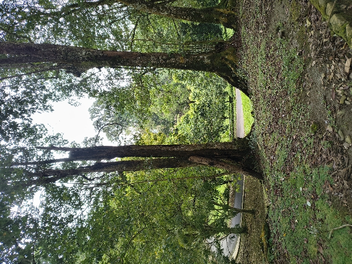 Two large trees, covered in moss, flank a clearing. Their trunks form a natural archway framing a view of a paved road in the distance, surrounded by dense green vegetation. The foreground consists of an embankment covered in leaves, grass, and moss. The overall scene exudes a tranquil and natural ambiance.