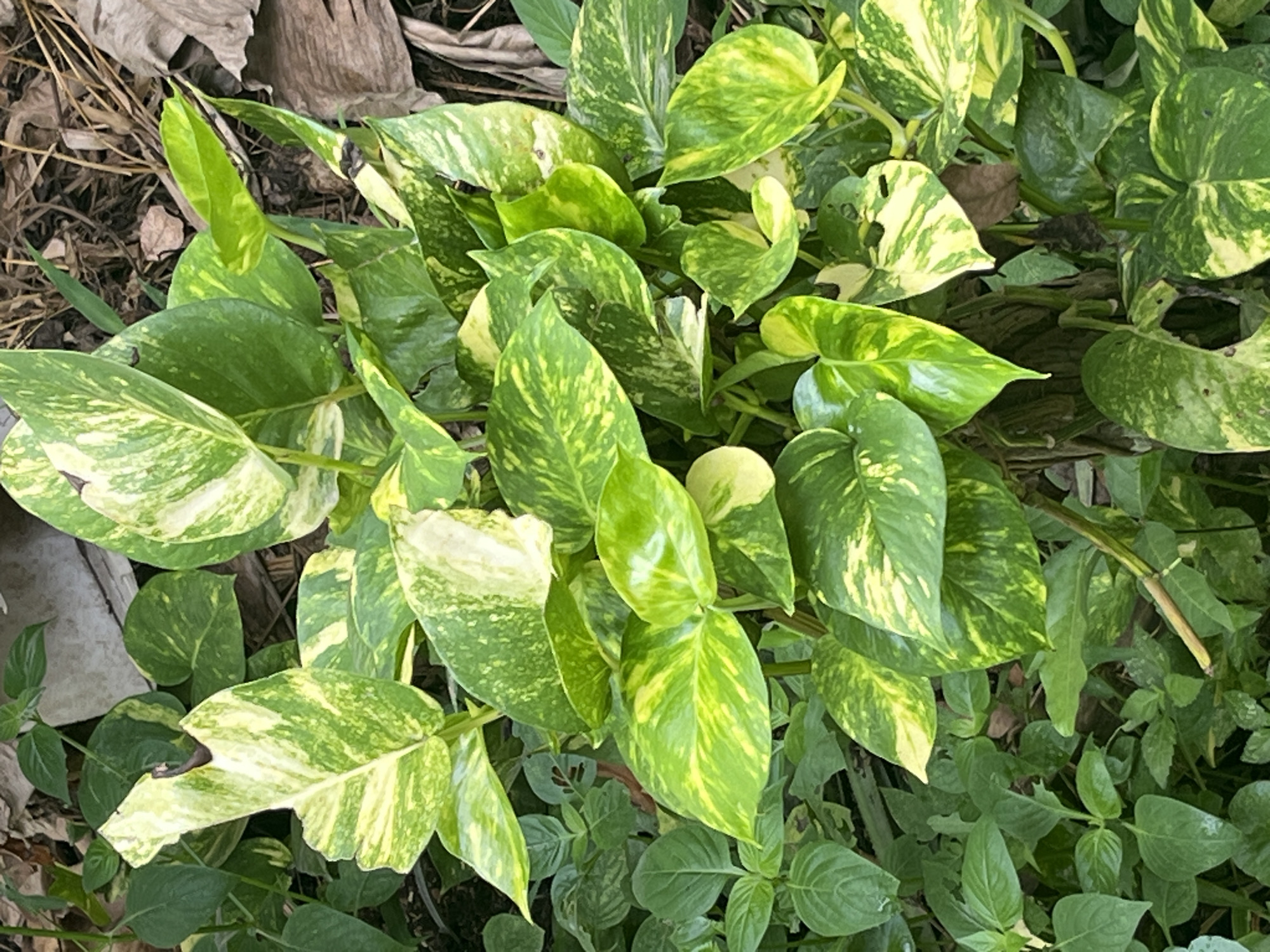 This is a close-up, eye-level, outdoor, high-angle, medium shot of a variegated pothos plant in Meliau Hulu, Indonesia. The plant has large, heart-shaped leaves with irregular patches of light green and yellow. Some leaves show signs of damage, with small holes and brown spots. The plant is growing amongst other green foliage, and in the background, dried leaves and twigs are visible, suggesting a natural environment. The lighting is natural, with some areas of highlight and shadow on the leaves. There are no people or animals present in the image.