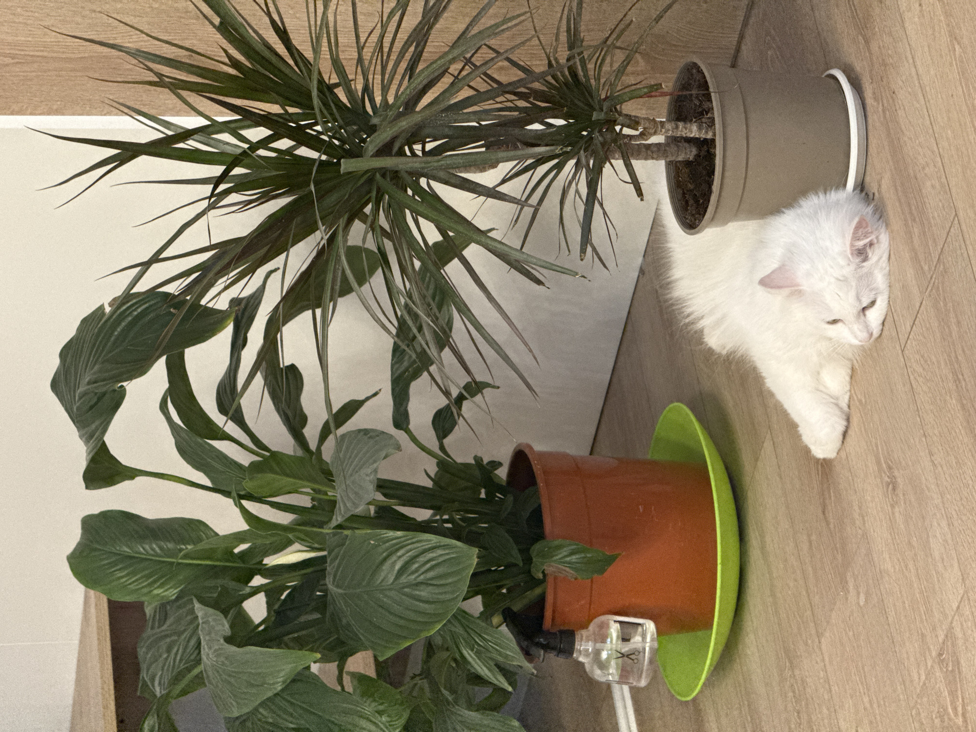 A white cat sleeps on a light brown wooden floor next to two potted plants. The plant on the left is in a burnt orange pot on a bright green saucer. It has large, dark green leaves and a white flower bud. A small clear spray bottle with a black spray nozzle is attached to the stem of this plant. The plant on the right is in a light brown pot. It has long, spiky, dark green leaves. The background consists of a white wall and a light brown wooden door. The lighting appears to be artificial.