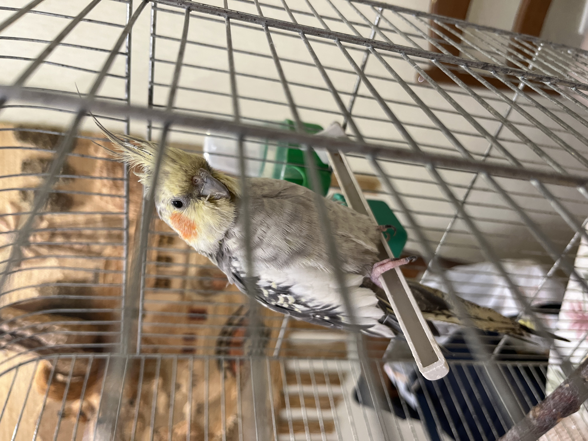 A cockatiel is perched inside a silver metal birdcage. The bird is facing the camera and looking slightly to the right. It has a yellow crest, white cheeks with orange patches, and gray and white patterned feathers. The bird is gripping a white perch with its pink feet. In the background, out of focus, is a green water dispenser and other items within the cage. The overall environment is indoors. The location of this scene is not discernible from the image.