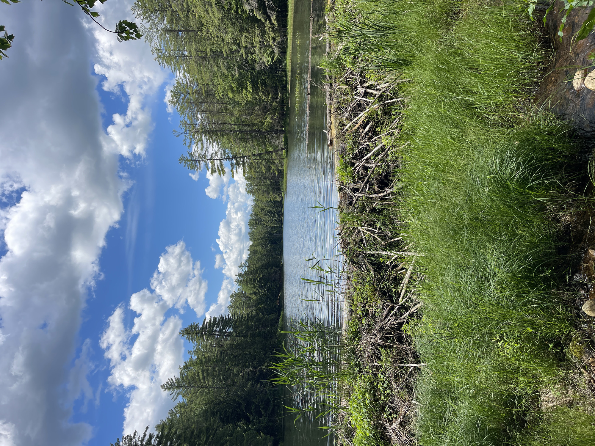 In Greig, New York, a tranquil lake is bordered by a dense forest of evergreen trees. In the foreground, a beaver dam made of sticks and branches spans the width of the image. Tall green grasses and reeds grow on the banks of the lake, with a few rocks visible in the shallow water. The sky is a vibrant blue, dotted with fluffy white clouds, suggesting a pleasant day. The scene is peaceful and natural, capturing a moment of serene wilderness.