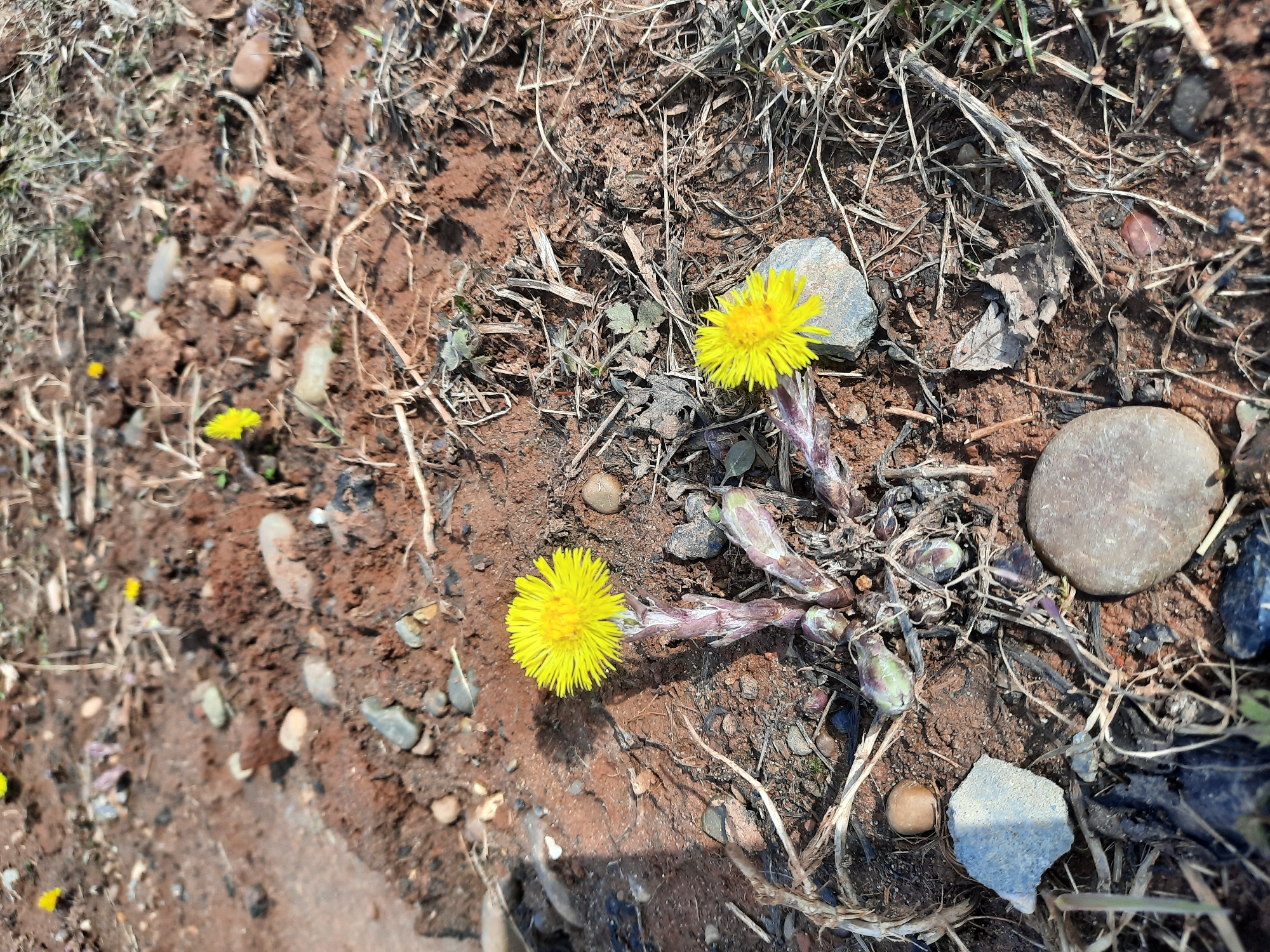 The image shows two bright yellow flowers, likely coltsfoot, growing out of reddish-brown soil mixed with small rocks and dry plant debris. The flowers are centrally located in the frame. One cluster of unopened flower buds is visible near the right edge of the frame. The location is the city of Krasnogorskoye, Russia.