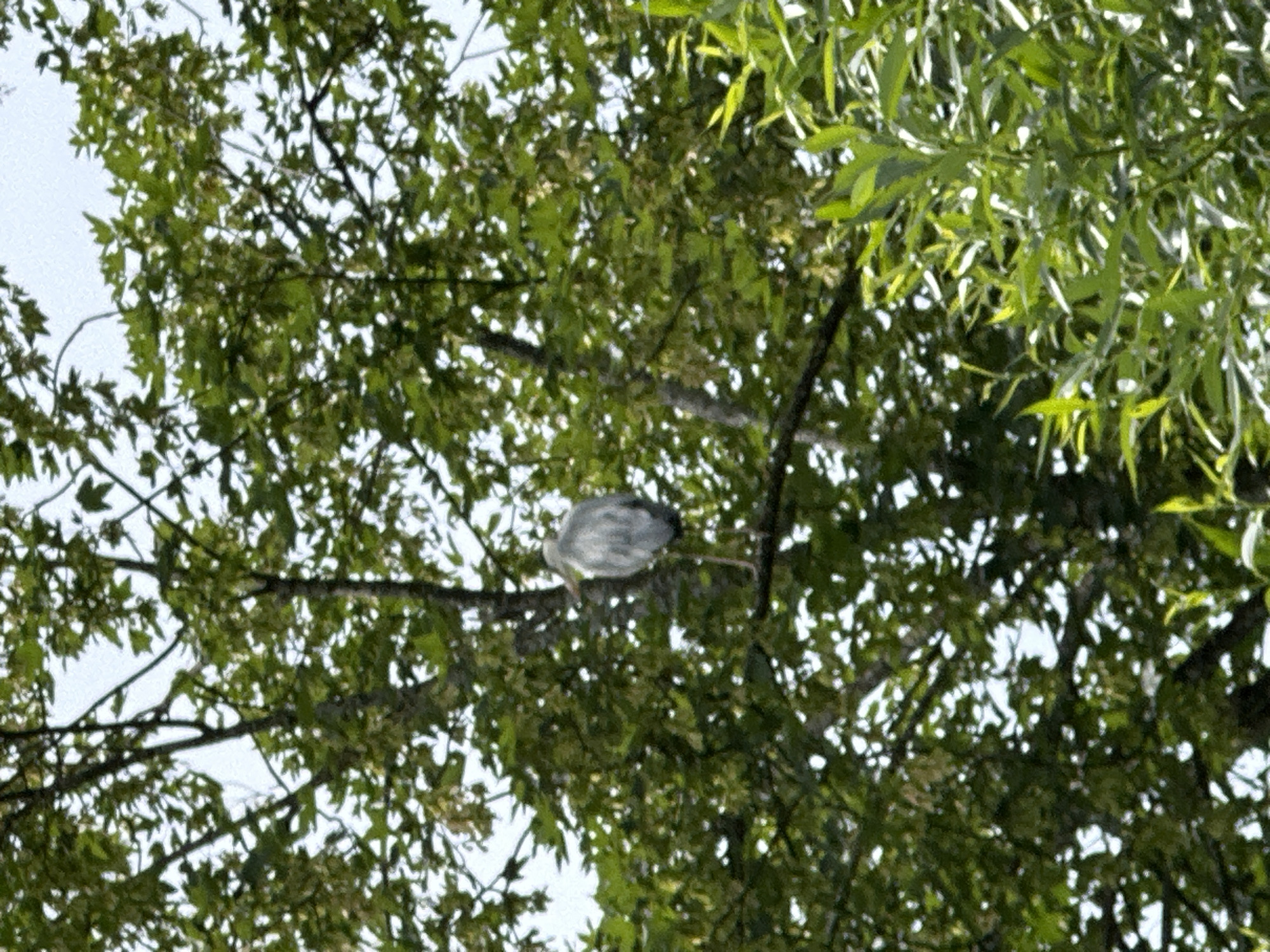 In the city of Lufingen, Switzerland, a grey heron stands perched on a tree branch amidst a dense canopy of green leaves. The heron, facing to the right, is captured in a moment of stillness. The image is dominated by the natural elements of the tree and the bird, with the sky visible through the gaps in the foliage. The scene is one of natural tranquility, with no human presence evident.