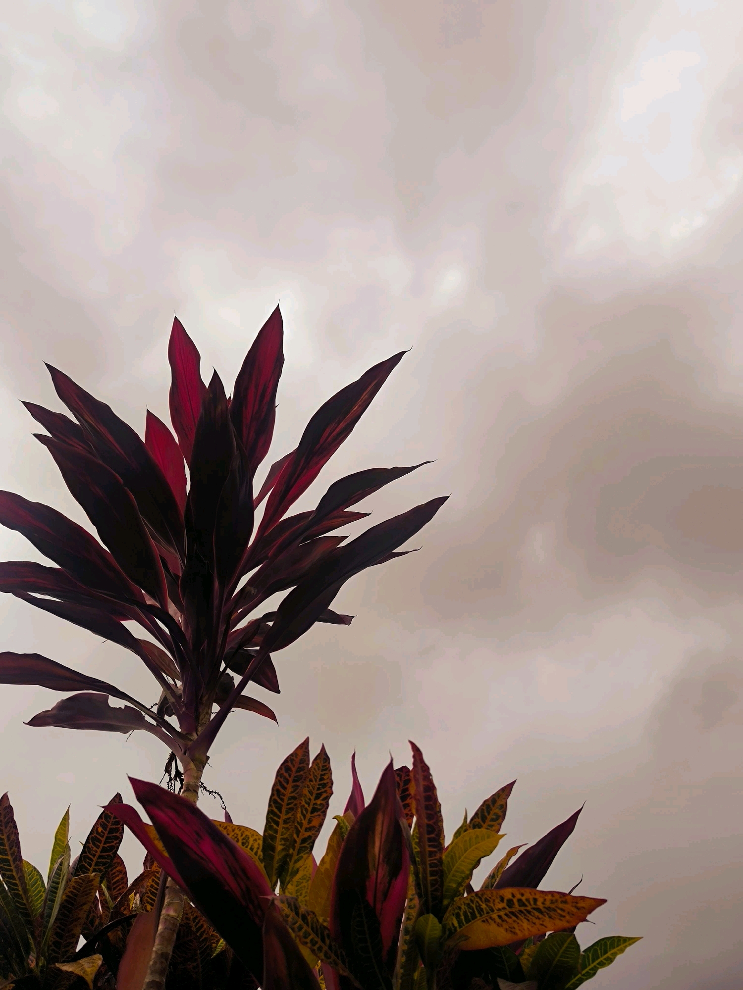 In Selemadeg, Indonesia, this photograph captures a close-up view of a leafy plant against a muted, cloudy sky. The plant's foliage exhibits a striking contrast, with a dominant central stalk featuring deep red, elongated leaves that point upwards. To the lower right, a cluster of leaves displays a variegated pattern of yellow, green, and dark red. The background is a uniform, soft grey, suggesting an overcast day. The scene is static, with no human presence or discernible activity. The focus is entirely on the botanical subject and the atmospheric conditions.