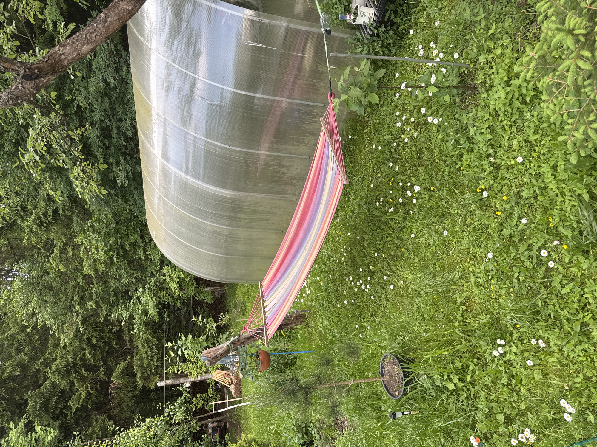 In the village of Kozino, Russia, a garden scene unfolds under natural light. A colorful striped hammock, predominantly pink, yellow, and purple, is strung between a wooden post and a metal stand, suspended over a lush green lawn dotted with small white daisies and yellow buttercups. To the right, a large, arched greenhouse with a translucent, ribbed exterior dominates the background. To the left of the hammock, a small evergreen tree in a black pot stands next to a rustic wooden fence post. Further to the left, out of focus, are garden tools and a planter. The overall environment is overgrown with vegetation, suggesting a rural or semi-rural setting.