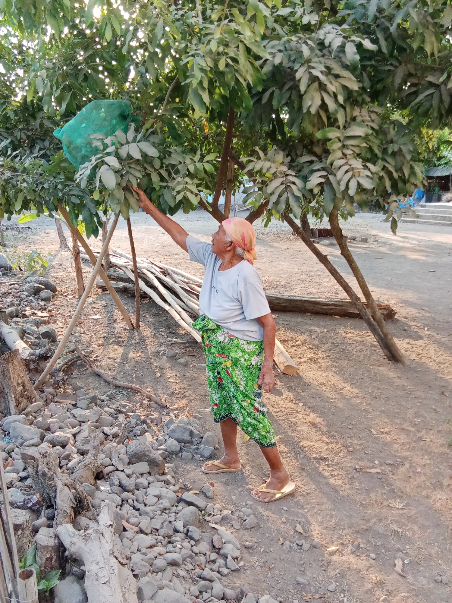 An elderly Indonesian woman stands outdoors in Selowogo, Indonesia, reaching up to a tree with a green net protecting fruit. She wears a light blue t-shirt, a patterned green sarong wrapped around her waist, and a pink headscarf. Her feet are clad in light brown flip-flops. The ground is dirt and gravel, with scattered rocks, pieces of wood, and bamboo poles visible. Several trees with leafy branches are present, with sunlight filtering through the leaves. In the background, stairs and part of a building are visible. The overall impression is a rural or semi-rural outdoor setting.