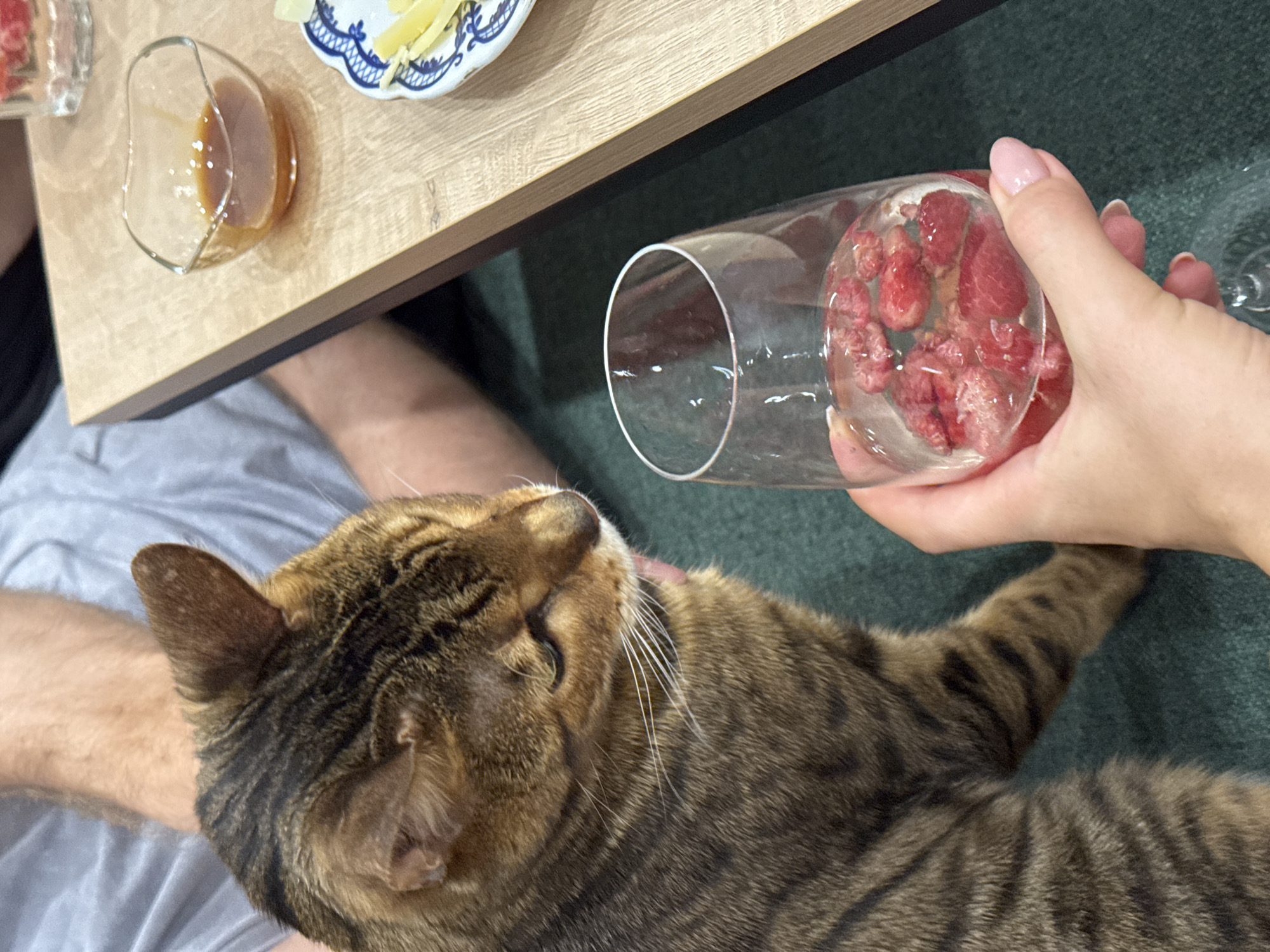 An indoor, high-angle shot captures a tender moment between a person and a tabby cat. A brown and black striped tabby cat is positioned in the lower and central part of the frame, its head tilted upwards with eyes closed, seemingly content or curious about an object above it. The cat’s fur shows distinct mackerel tabby patterns. It appears to be resting on a dark green carpet or blanket, with a person's arm, clad in a grey short-sleeved garment, partially visible on the left, suggesting the cat is on their lap.
On the right side of the image, a light-skinned hand with light pink fingernails holds a tall, clear glass filled with red fruit pieces, most likely raspberries, just above the cat’s head. In the upper left corner, a light wooden table surface is visible. On the table, there's a small, clear, irregularly shaped glass containing a small amount of amber liquid, and a white and blue patterned plate holding several yellow slices, possibly cheese.
The scene suggests a relaxed home environment. The cat's expression conveys calmness or enjoyment, indicating an affectionate interaction with its owner. There is no visible text. The lighting indicates an indoor setting, but the specific time of day is not discernible.