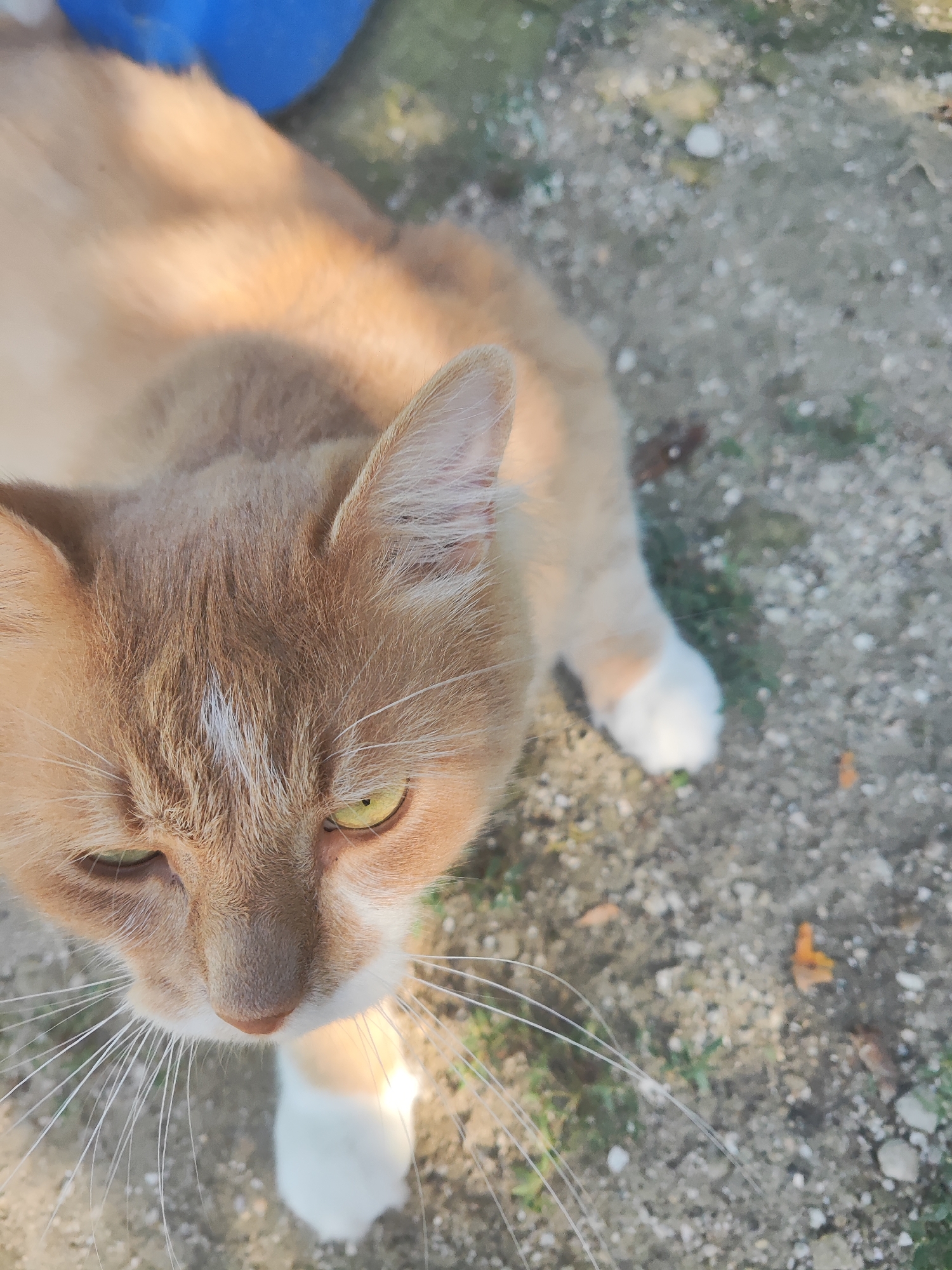 An orange tabby cat with white paws is shown from a high angle, looking down with green eyes. The cat's fur is illuminated by sunlight, creating a warm glow. The background consists of a gravelly surface with scattered pebbles and some green vegetation. A blurry blue object is visible in the upper left corner of the frame. The image appears to be taken outdoors, possibly in a yard or garden. The location is the city of Shabelskoye, Russia.