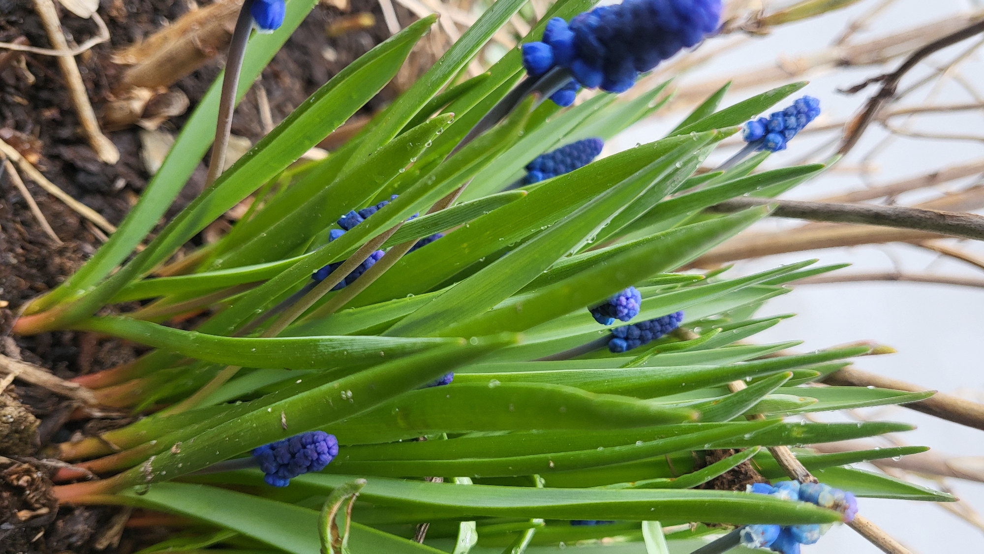 The image shows a cluster of blue grape hyacinth flowers (Muscari) with long, green, blade-like leaves. There are water droplets on the leaves. The flowers are a deep blue color. The plants grow out of the ground on the left, next to dark soil. There is a thin, brown branch, and a white surface, likely a wall, in the background on the right. The exact location in Chaikovsky, Russia, cannot be determined from the image alone.