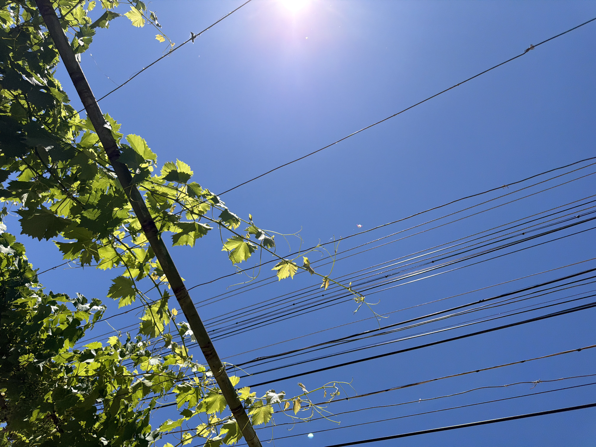 The image captures a low-angle view looking up at a clear blue sky. In the foreground, the lush green leaves of what appear to be grapevines hang from a rustic horizontal support, possibly a wooden beam or trellis. Numerous dark, thin wires, likely for supporting the vines or related agricultural purposes, descend vertically against the sky. Sunlight streams in from the upper right, creating a bright lens flare and illuminating the scene. The setting appears to be an outdoor agricultural area, consistent with the vineyard environment suggested by the grapevines.